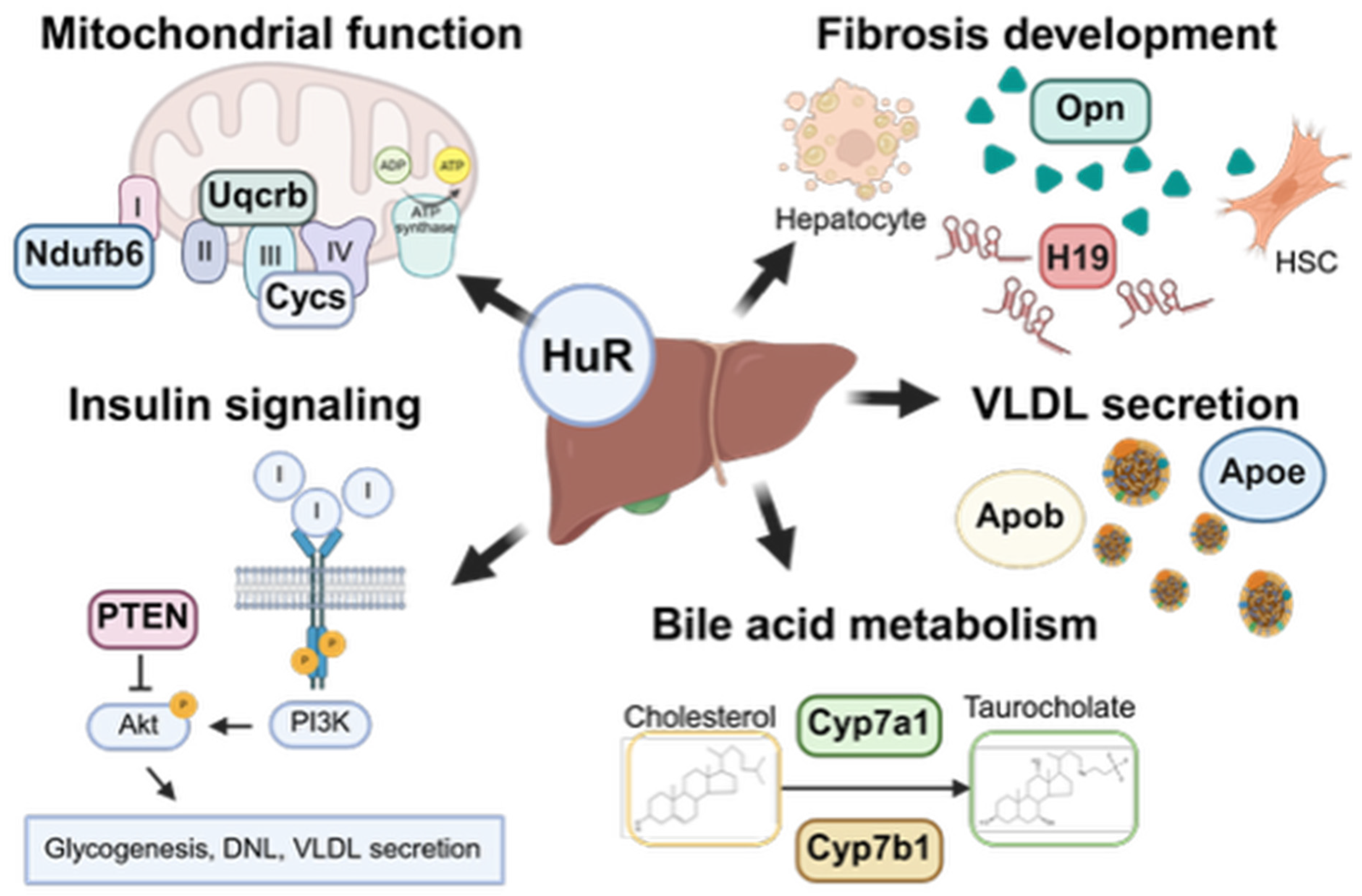 Preprints 159876 g002