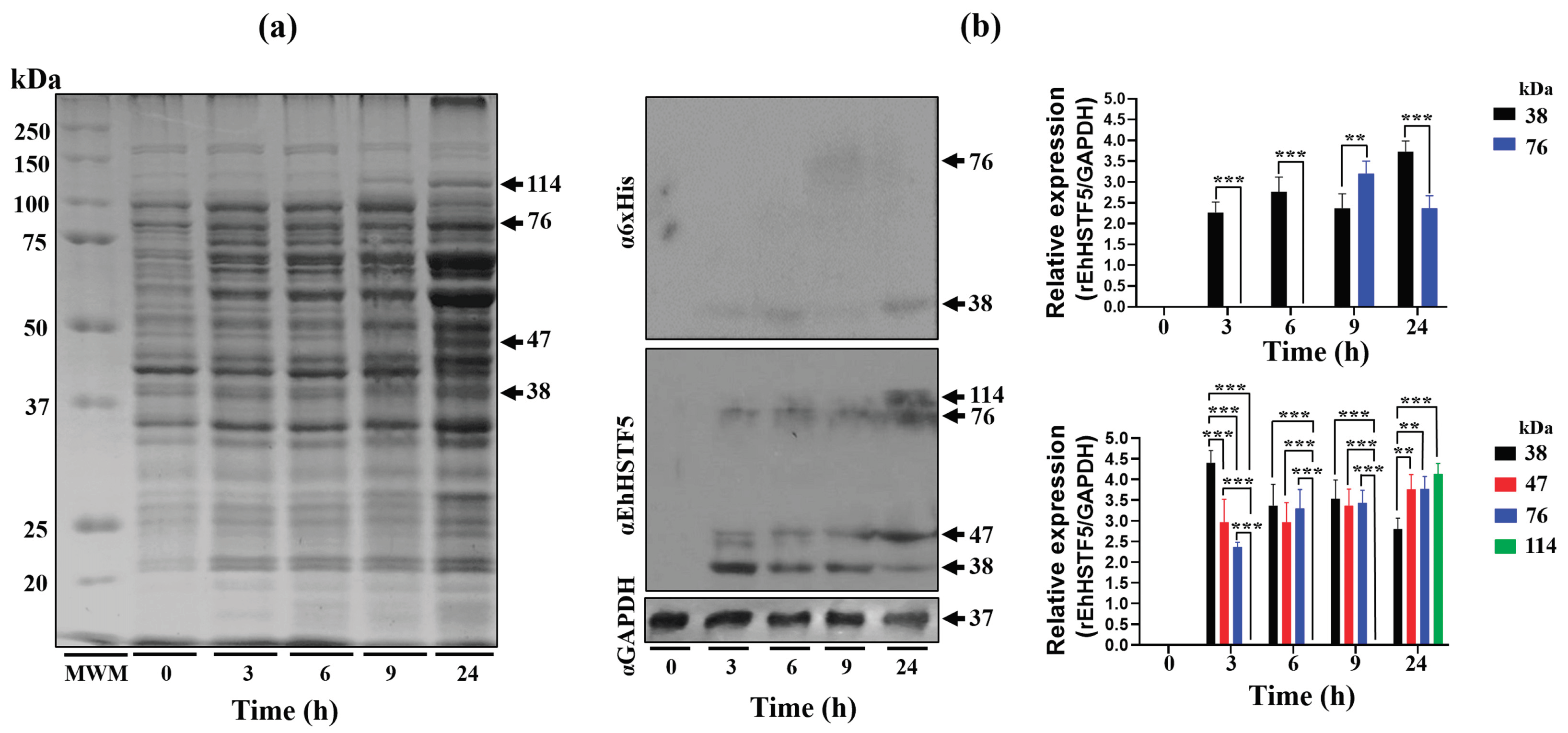 Preprints 101109 g001