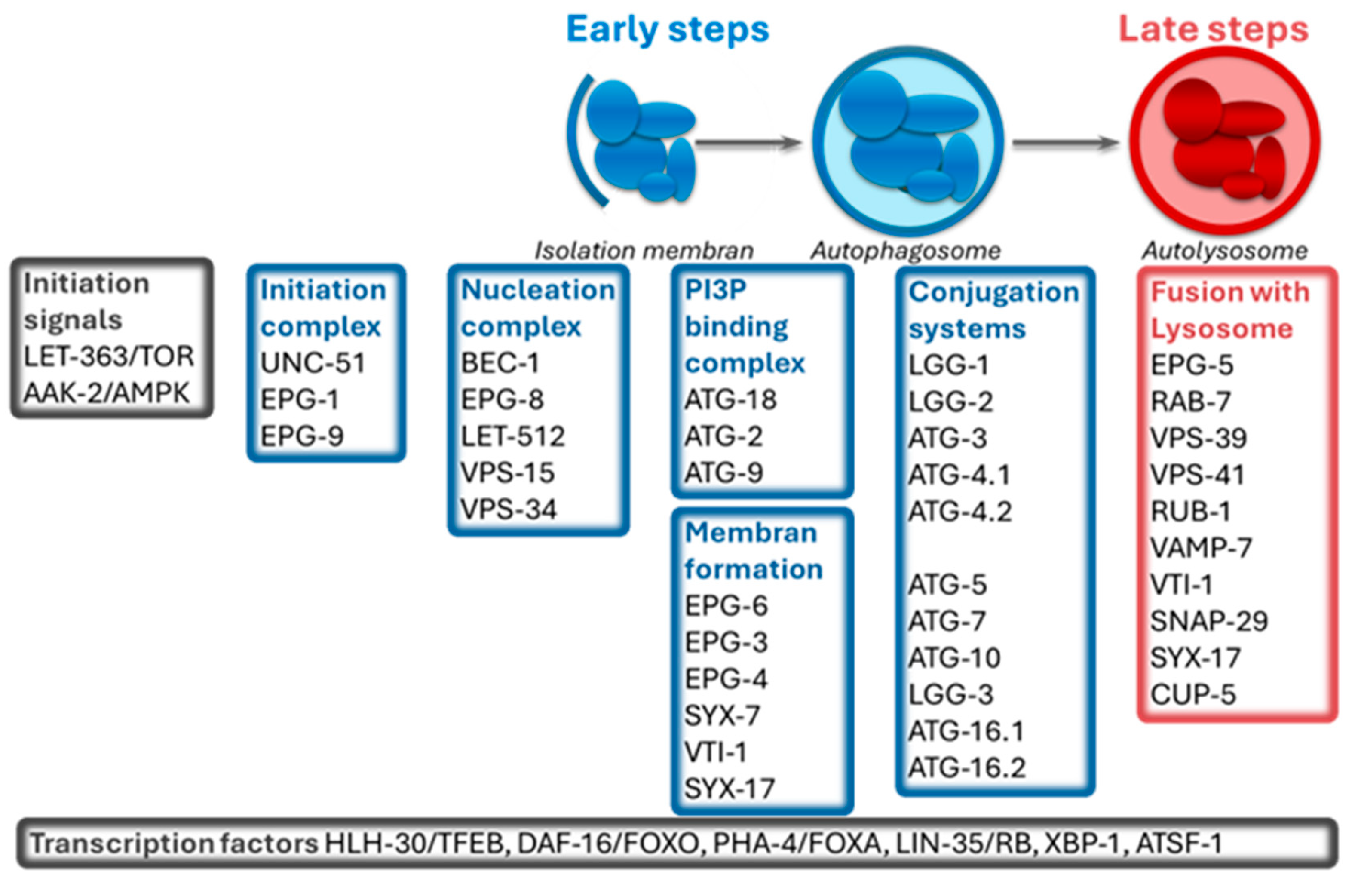 Preprints 198555 g001