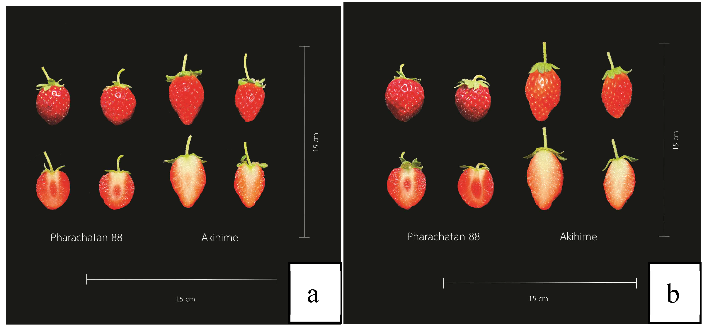 Preprints 156250 g005