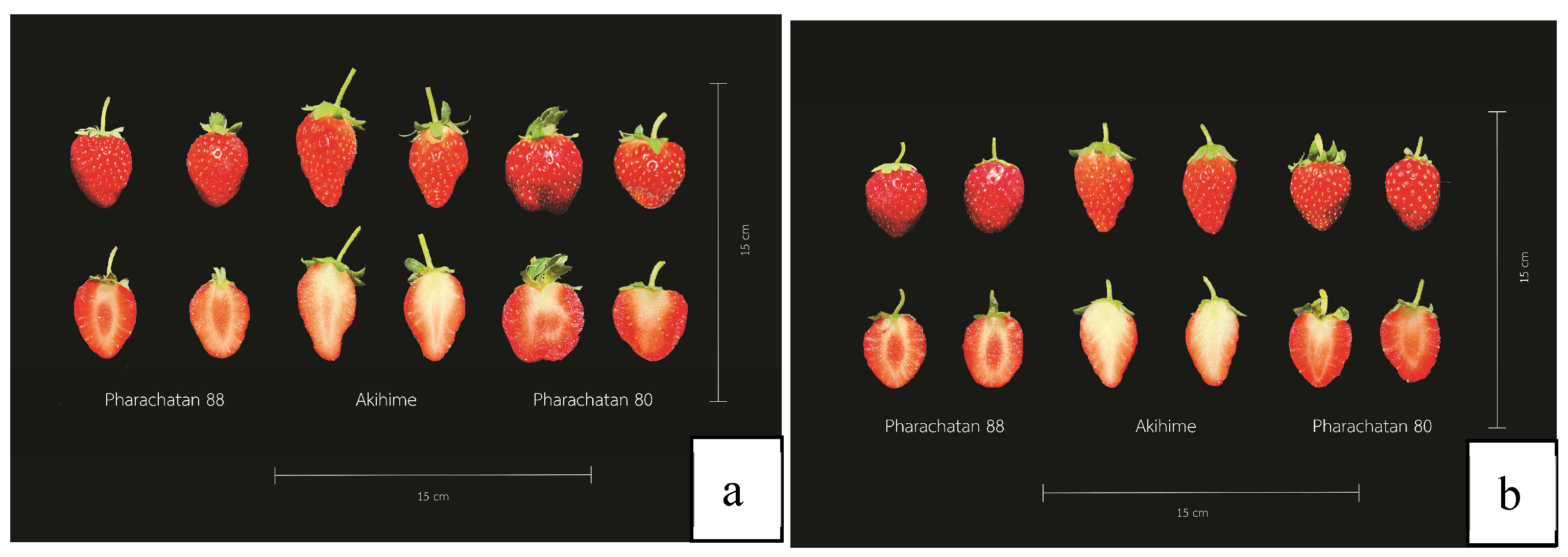 Preprints 156250 g006