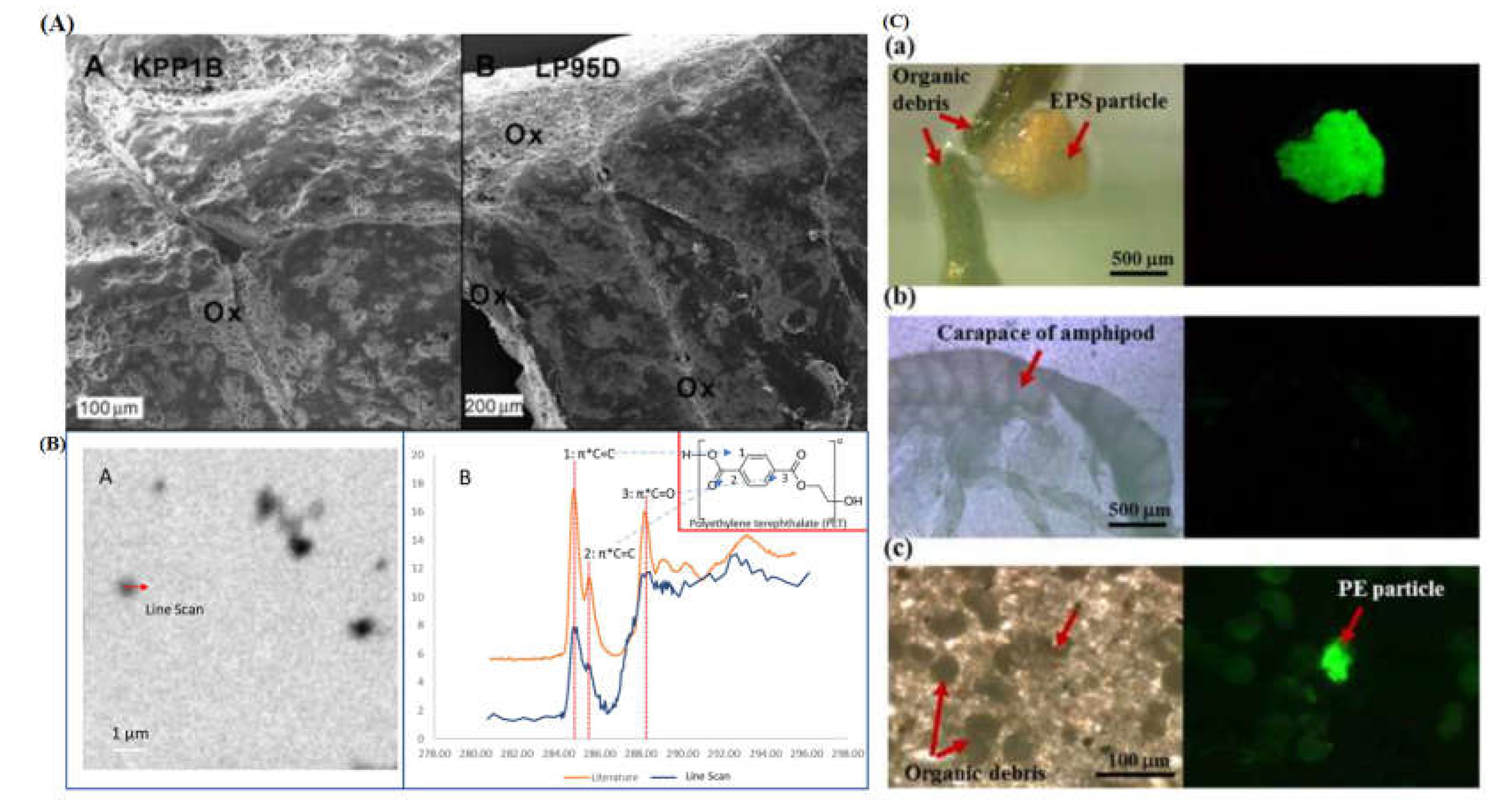 Preprints 114864 g010