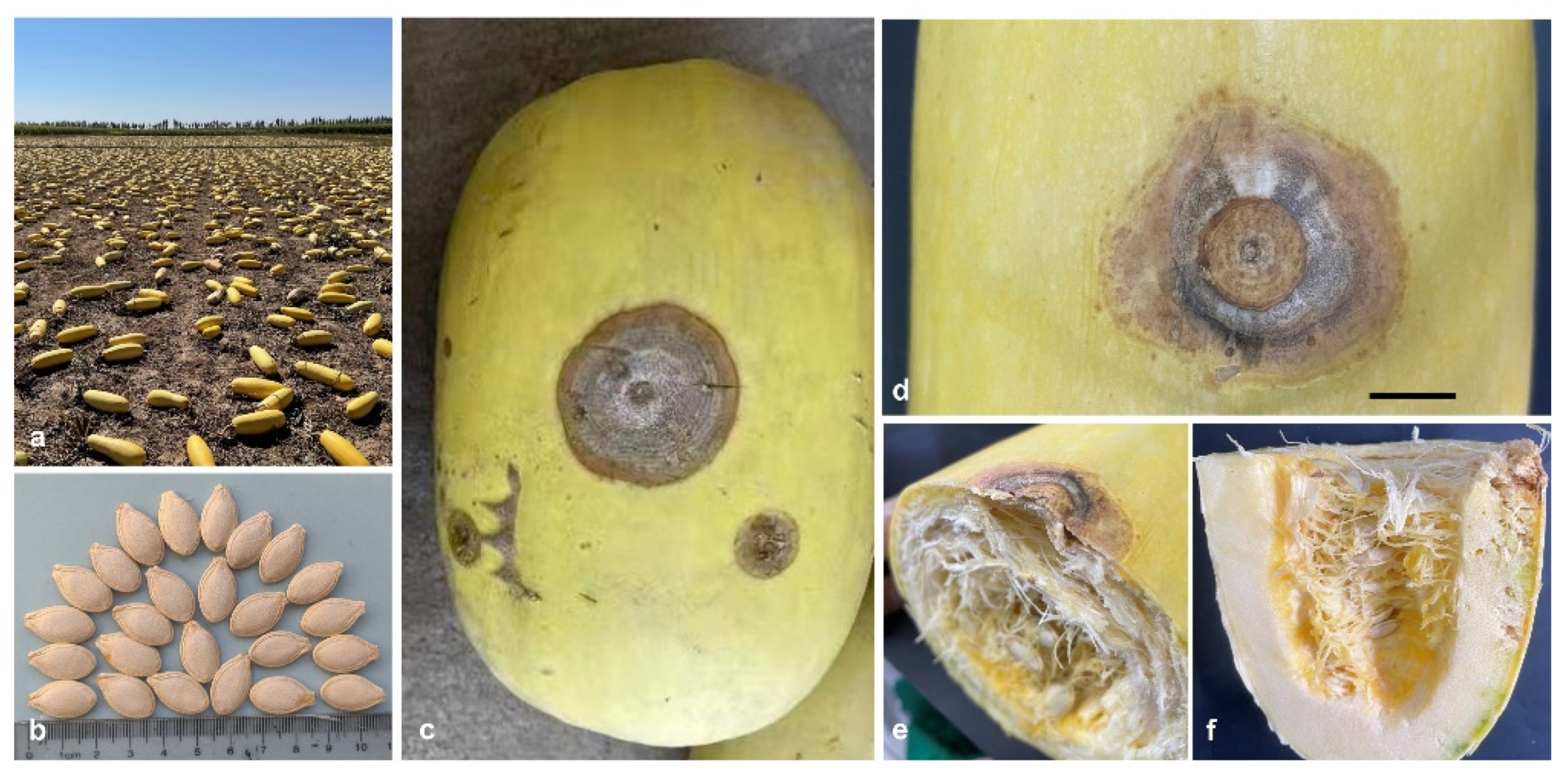 Preprints 78690 g001