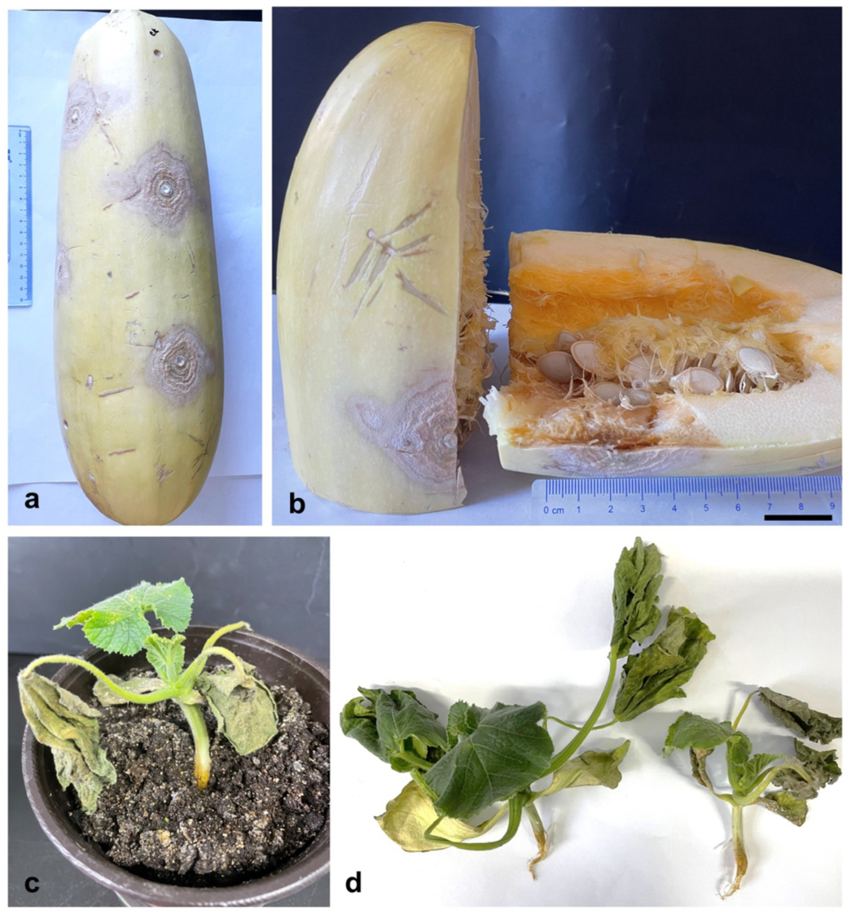 Preprints 78690 g004