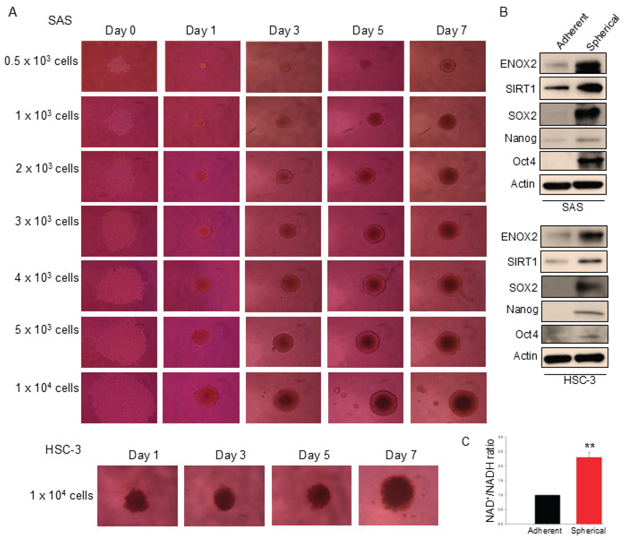 Preprints 178735 g004