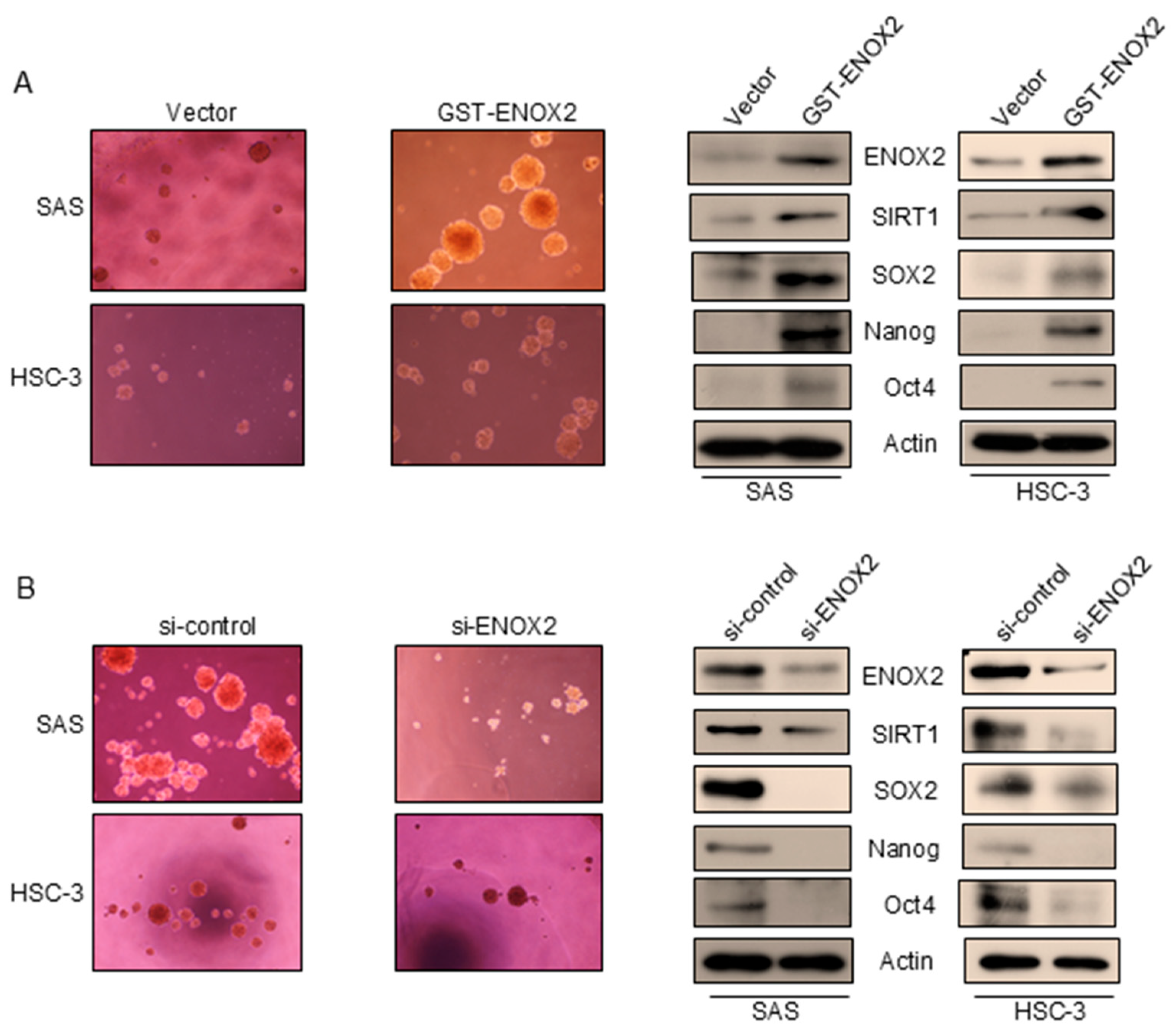 Preprints 178735 g006