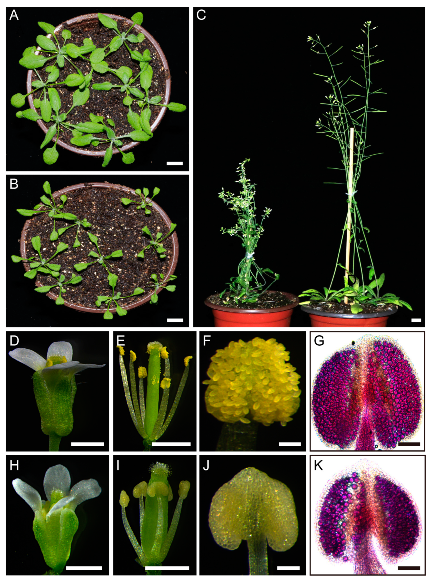 Preprints 141169 g001