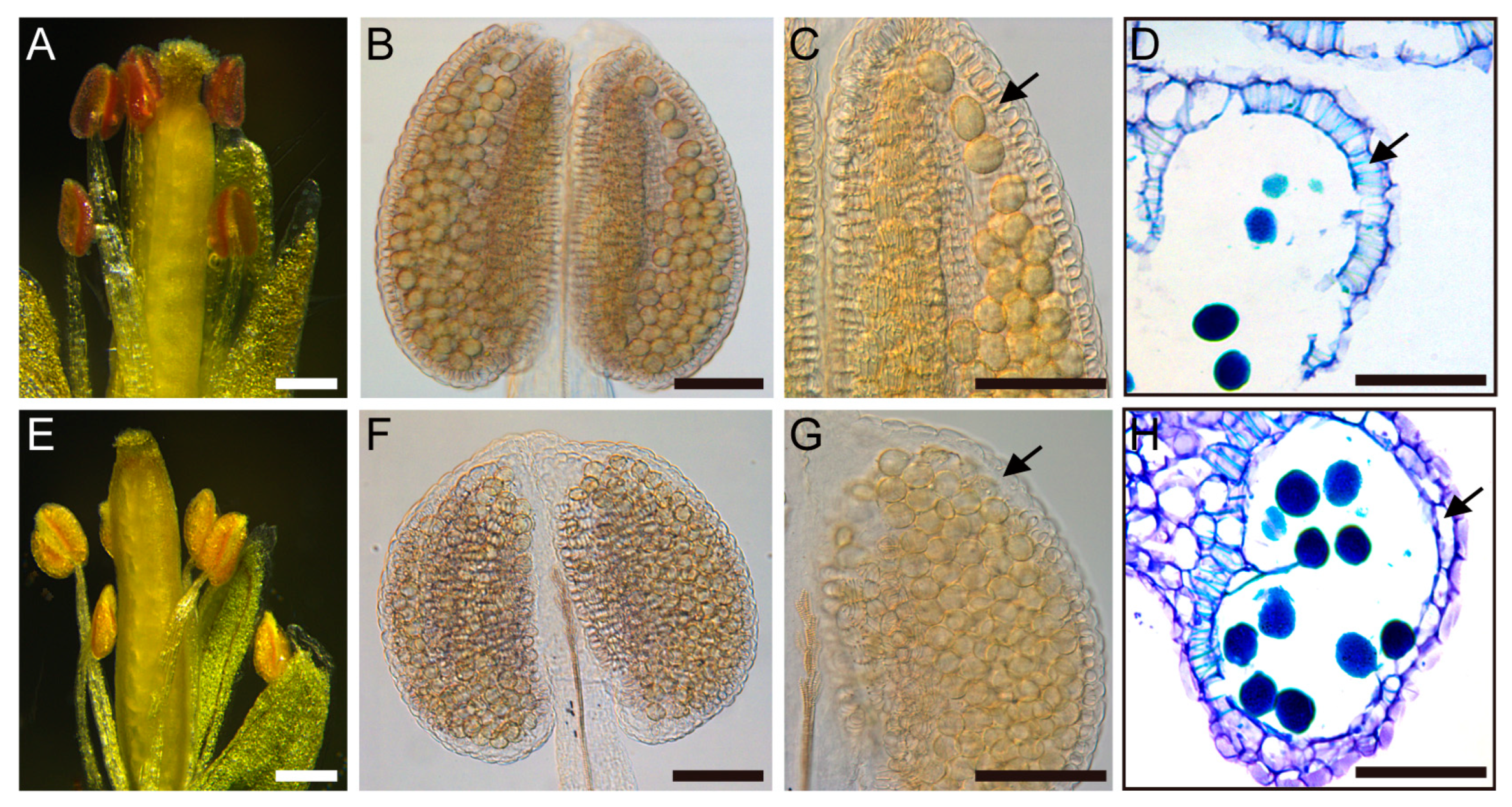 Preprints 141169 g002