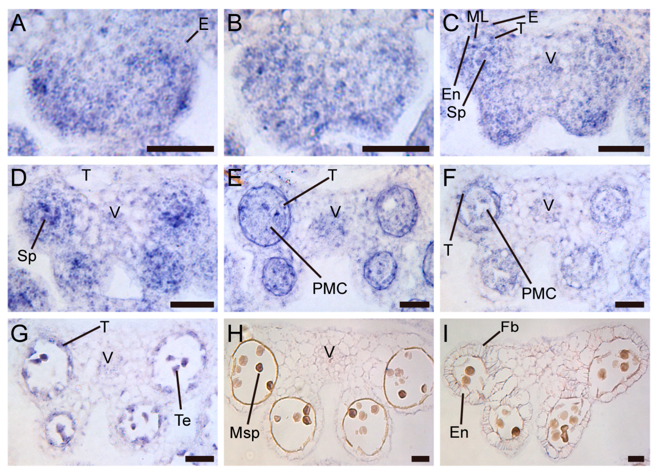 Preprints 141169 g006