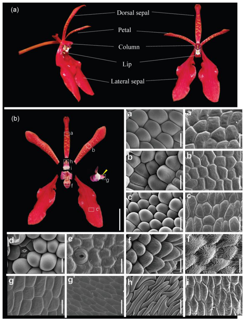 Preprints 226188 g001