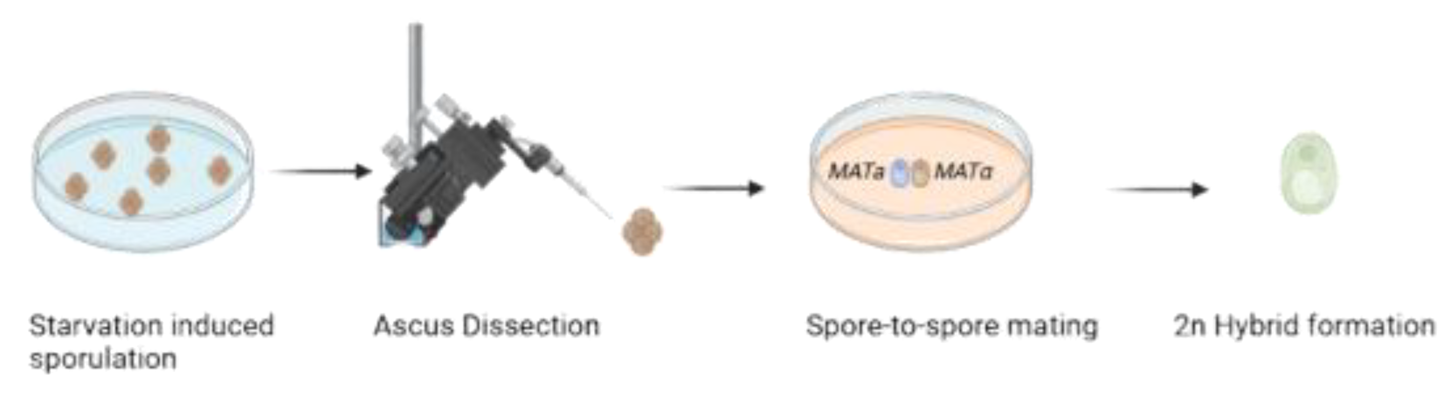 Preprints 162297 g002