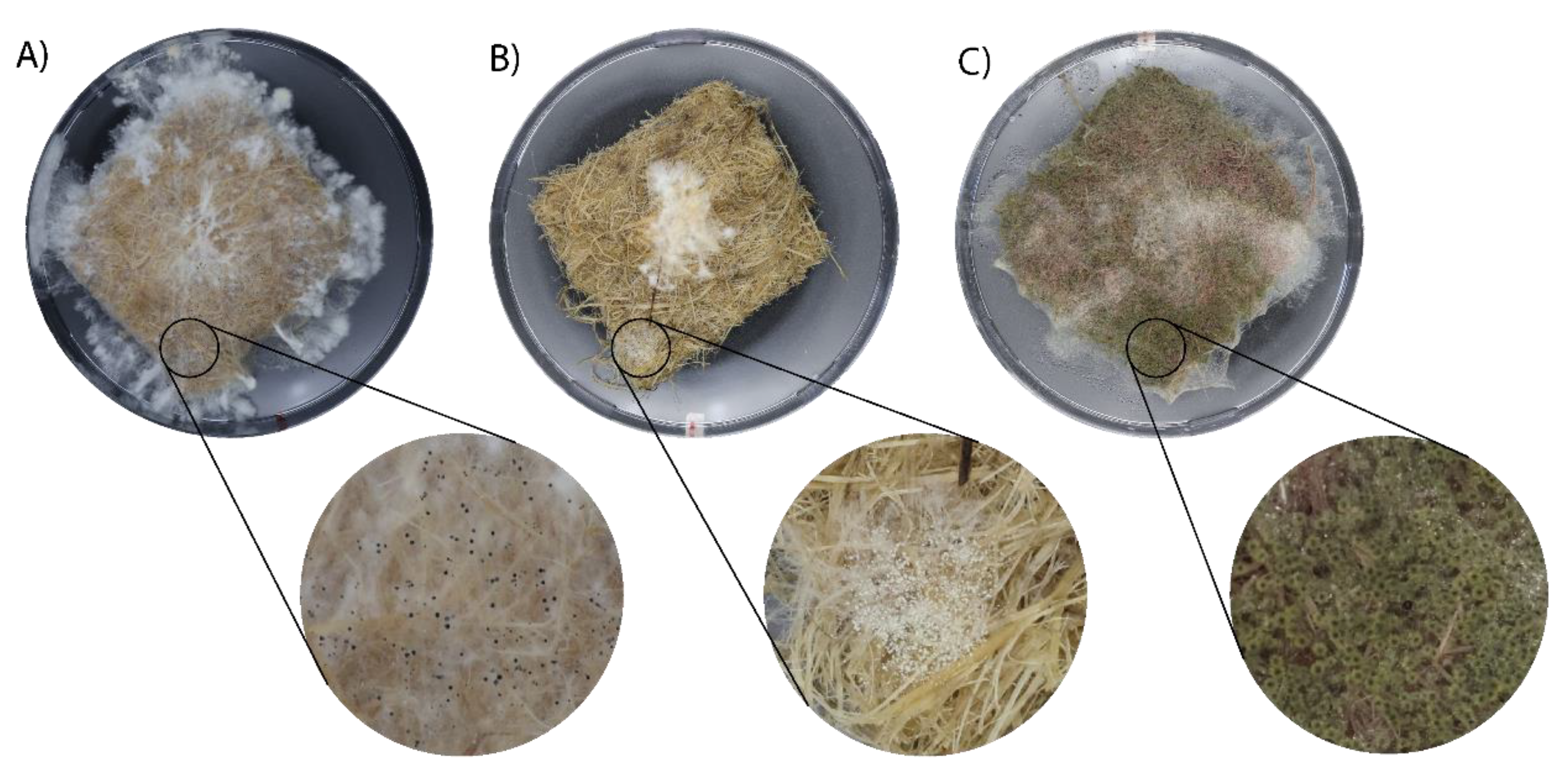 Preprints 142505 g0a1