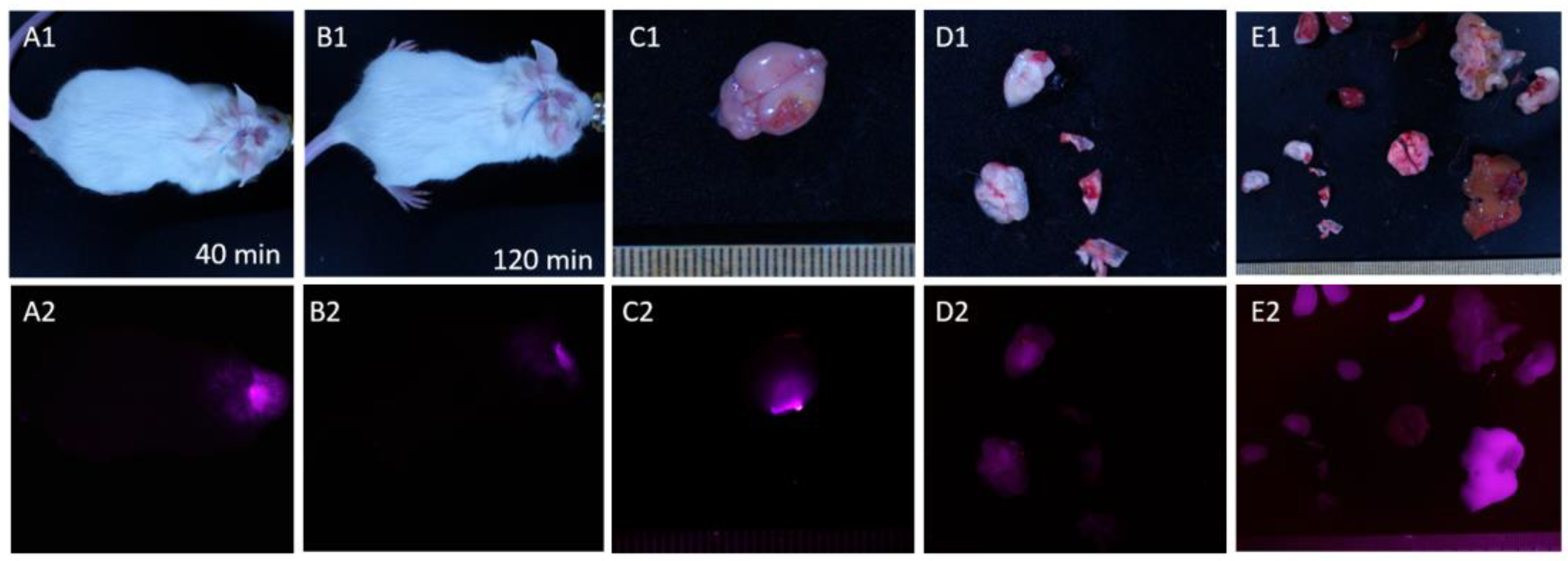 Preprints 92970 g006