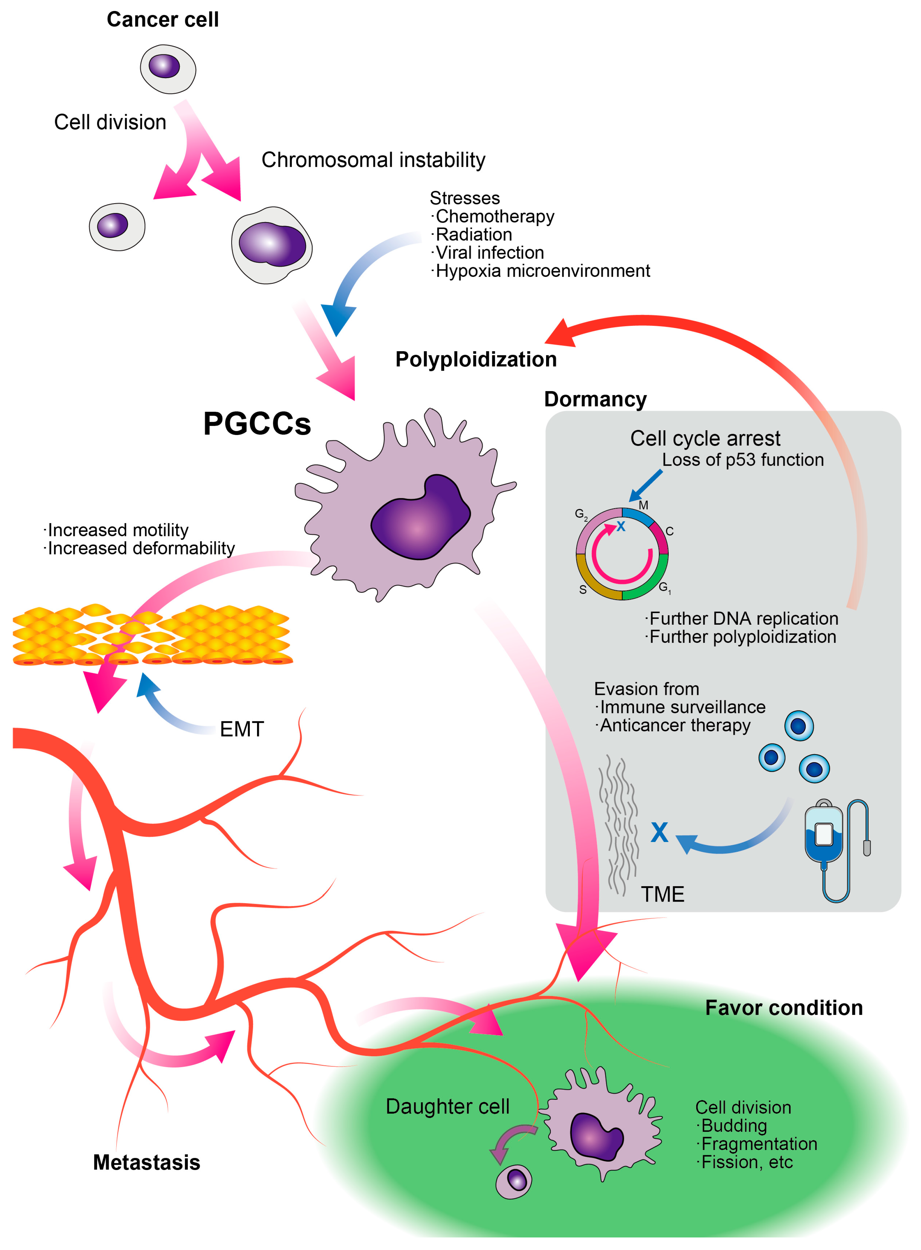 Gabriel Yamamoto Understanding Polyploid Giant Cancer Cells: From Molecular