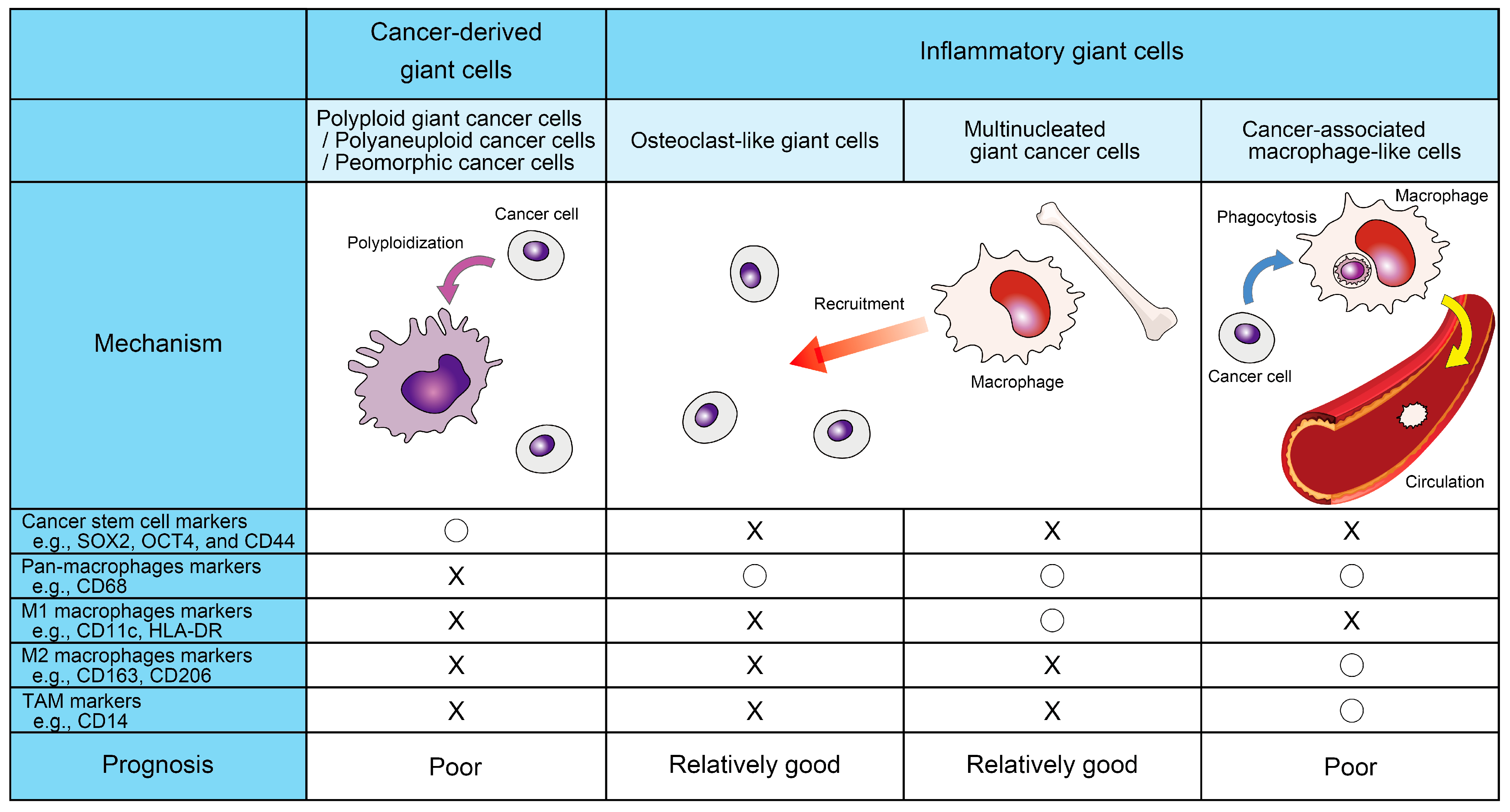 Understanding Polyploid Giant Cancer Cells: From Molecular