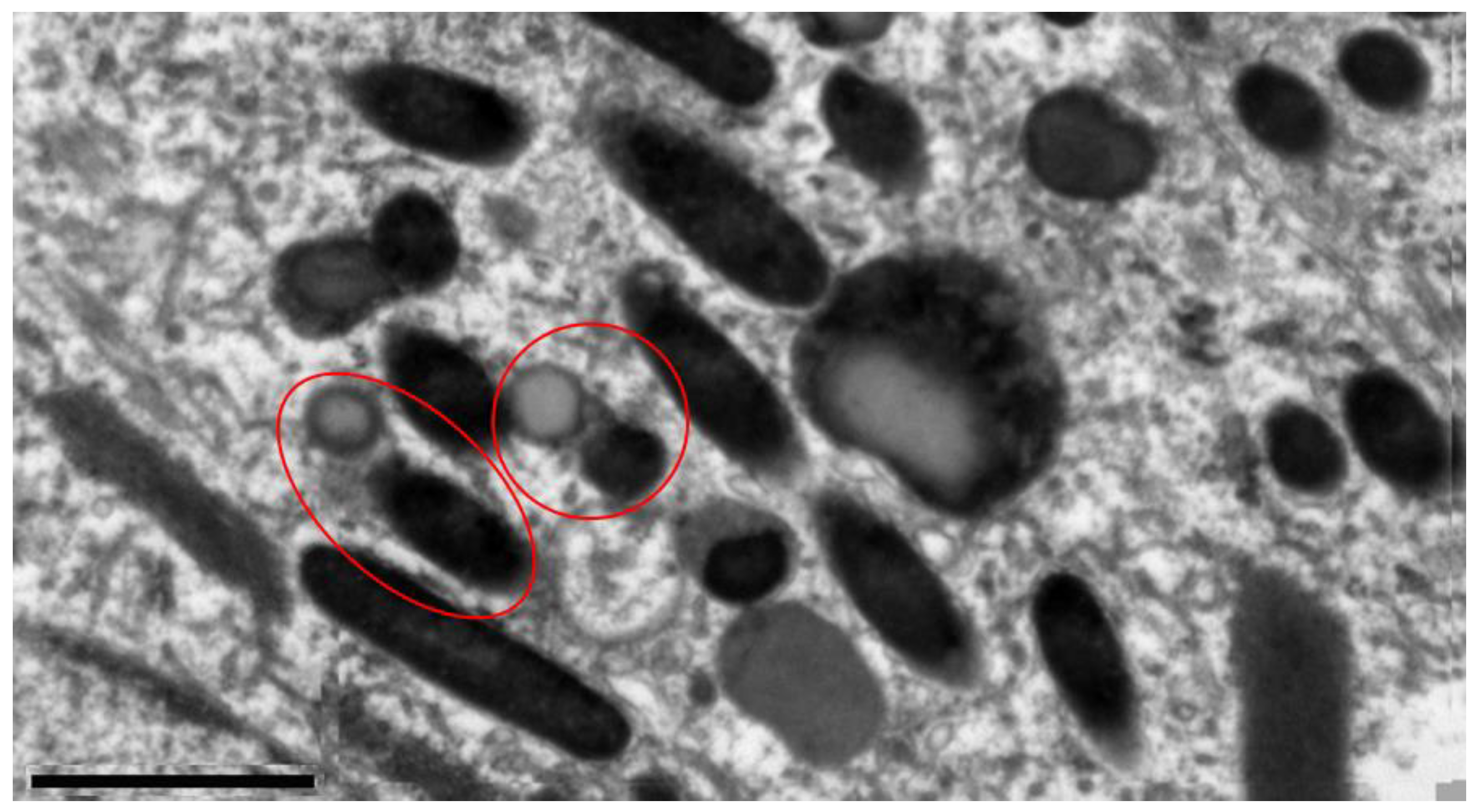 Preprints 103799 g005