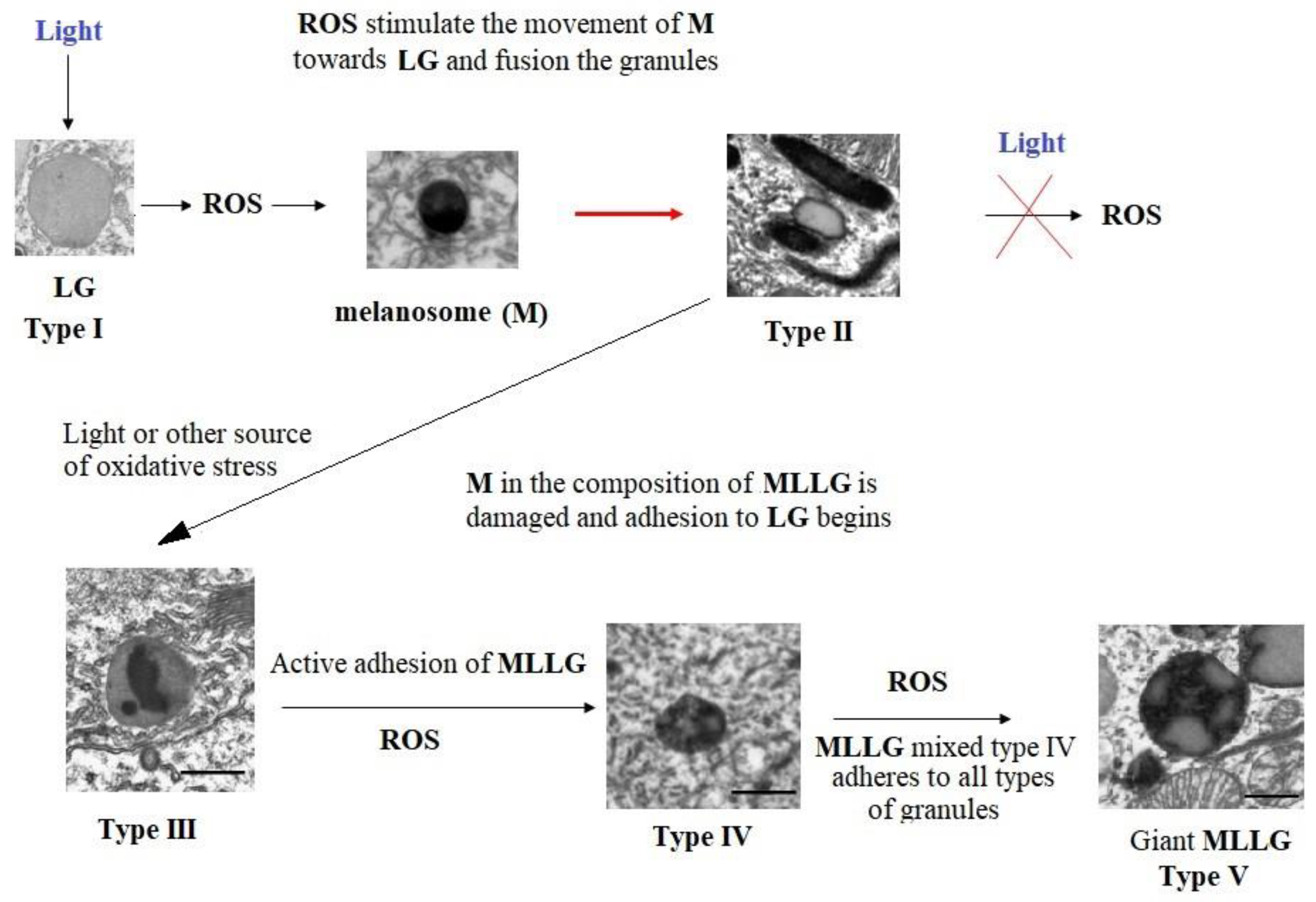 Preprints 103799 g006