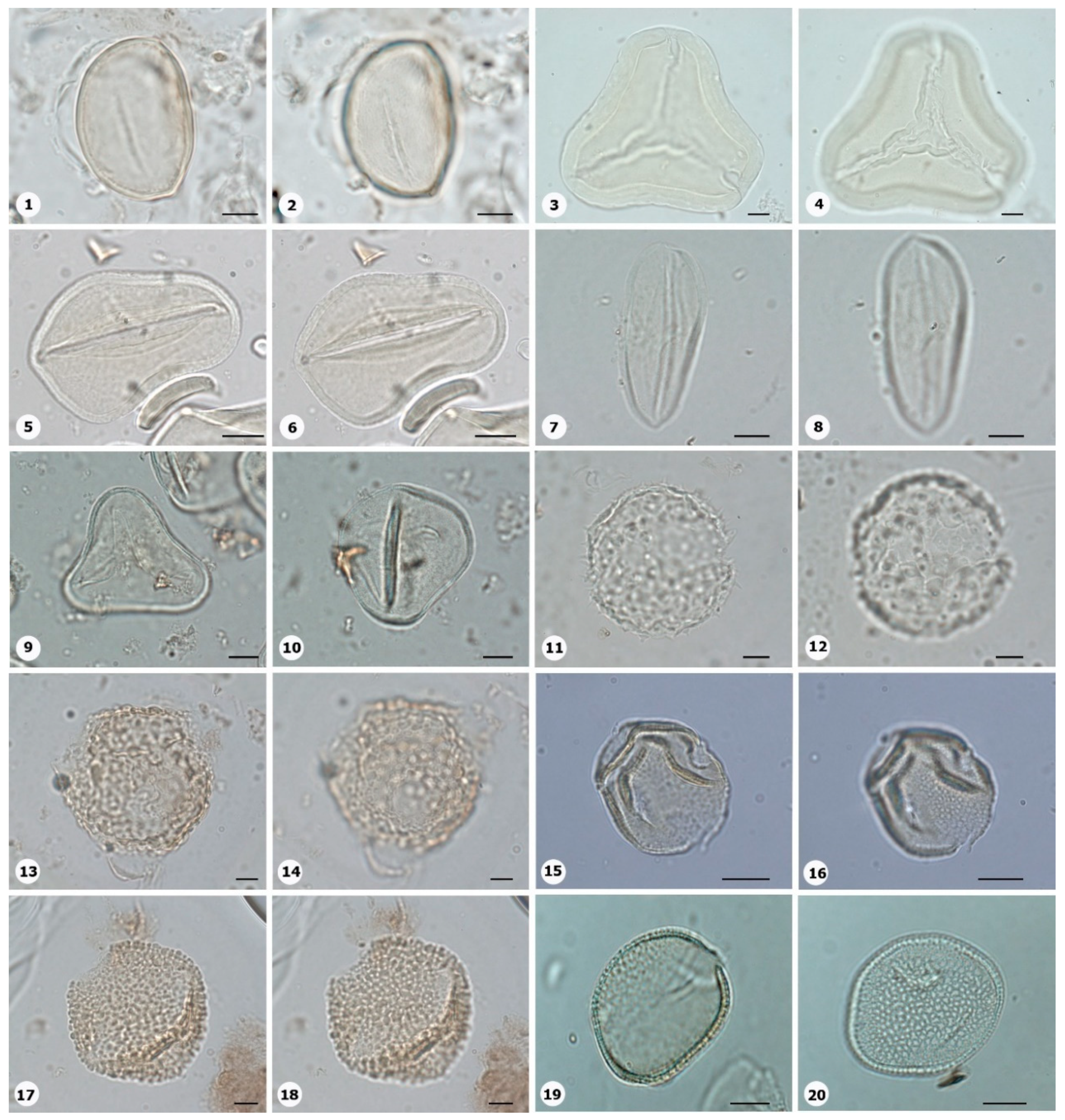 Preprints 153555 g003