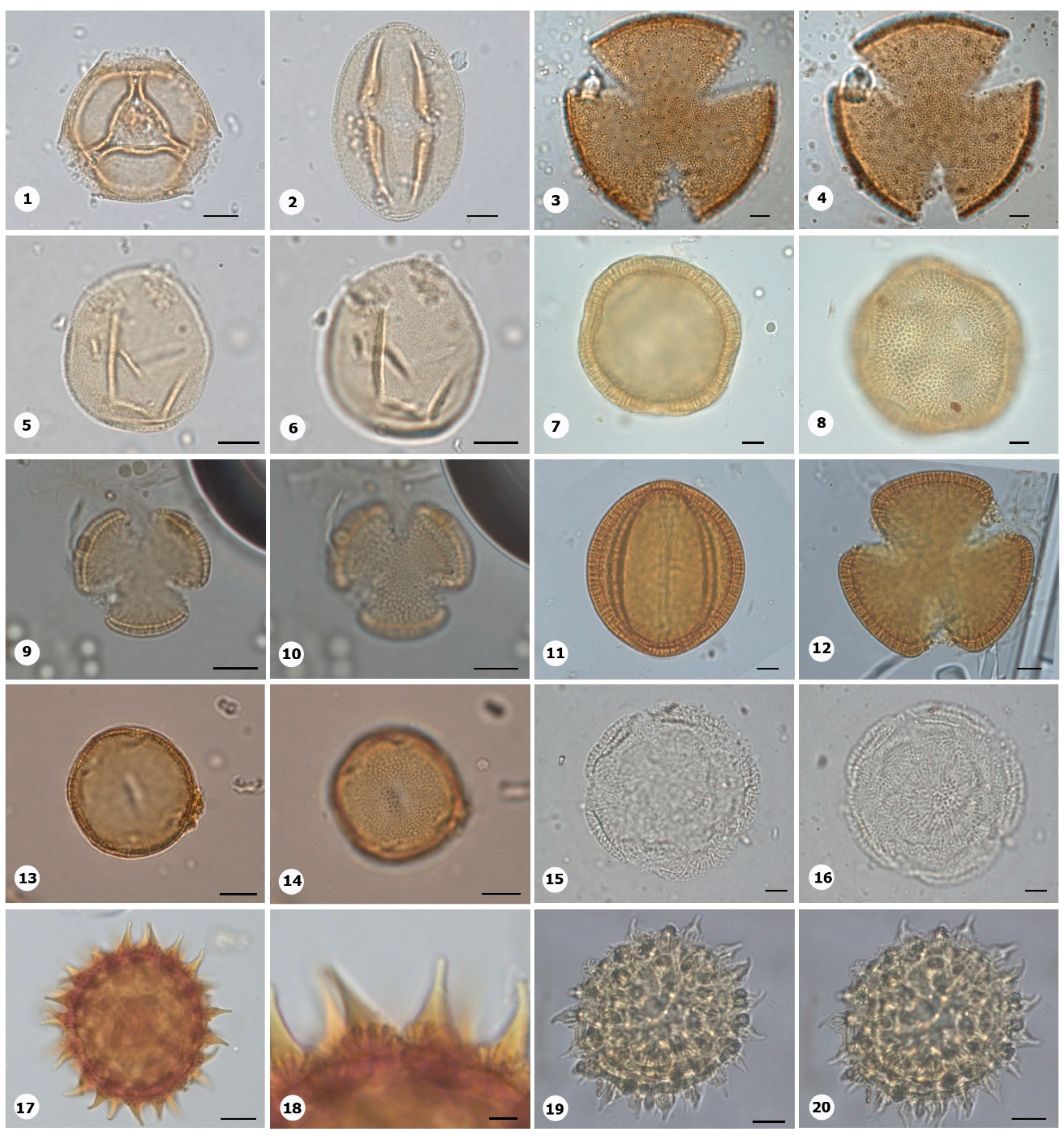 Preprints 153555 g011