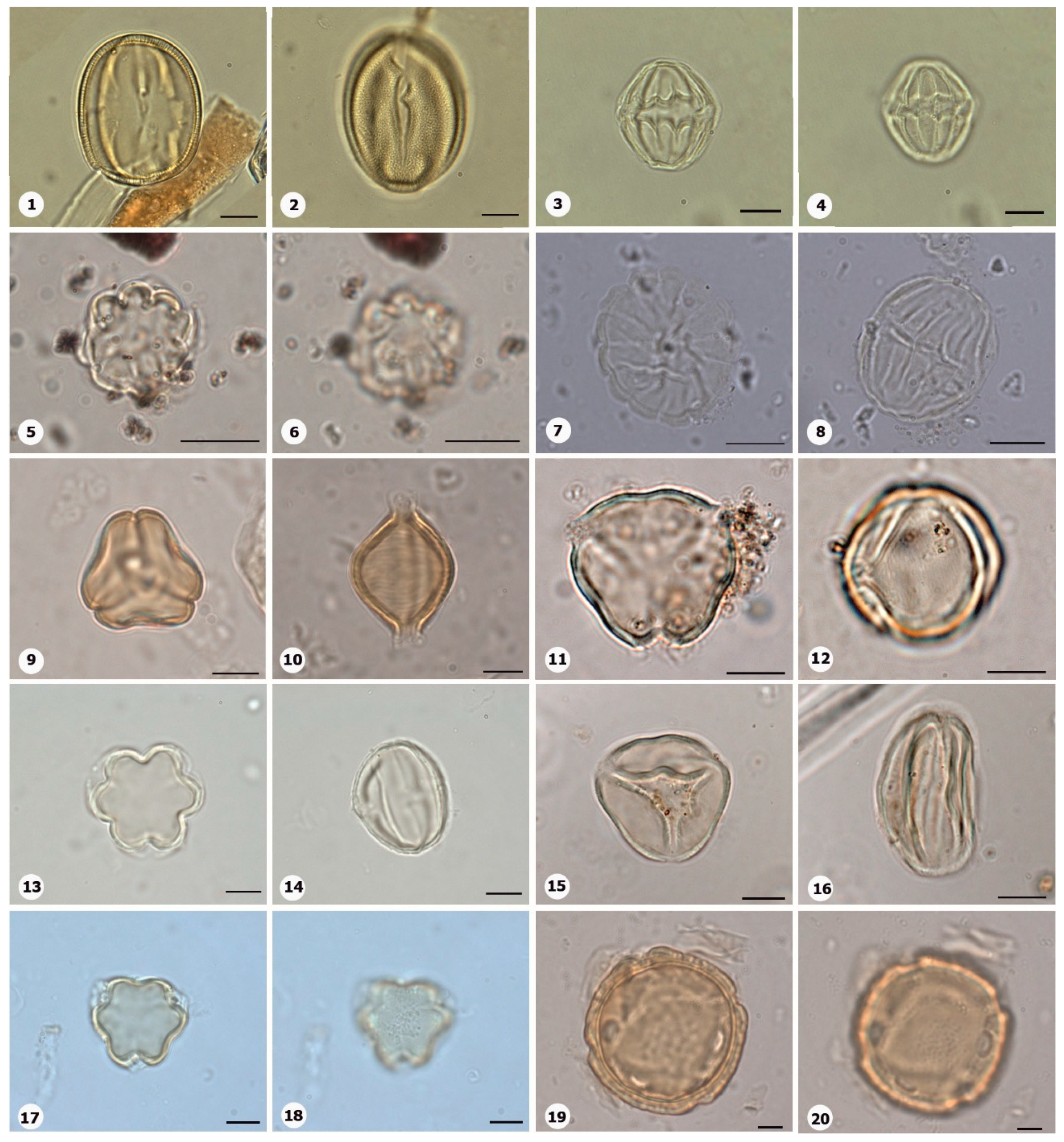 Preprints 153555 g017