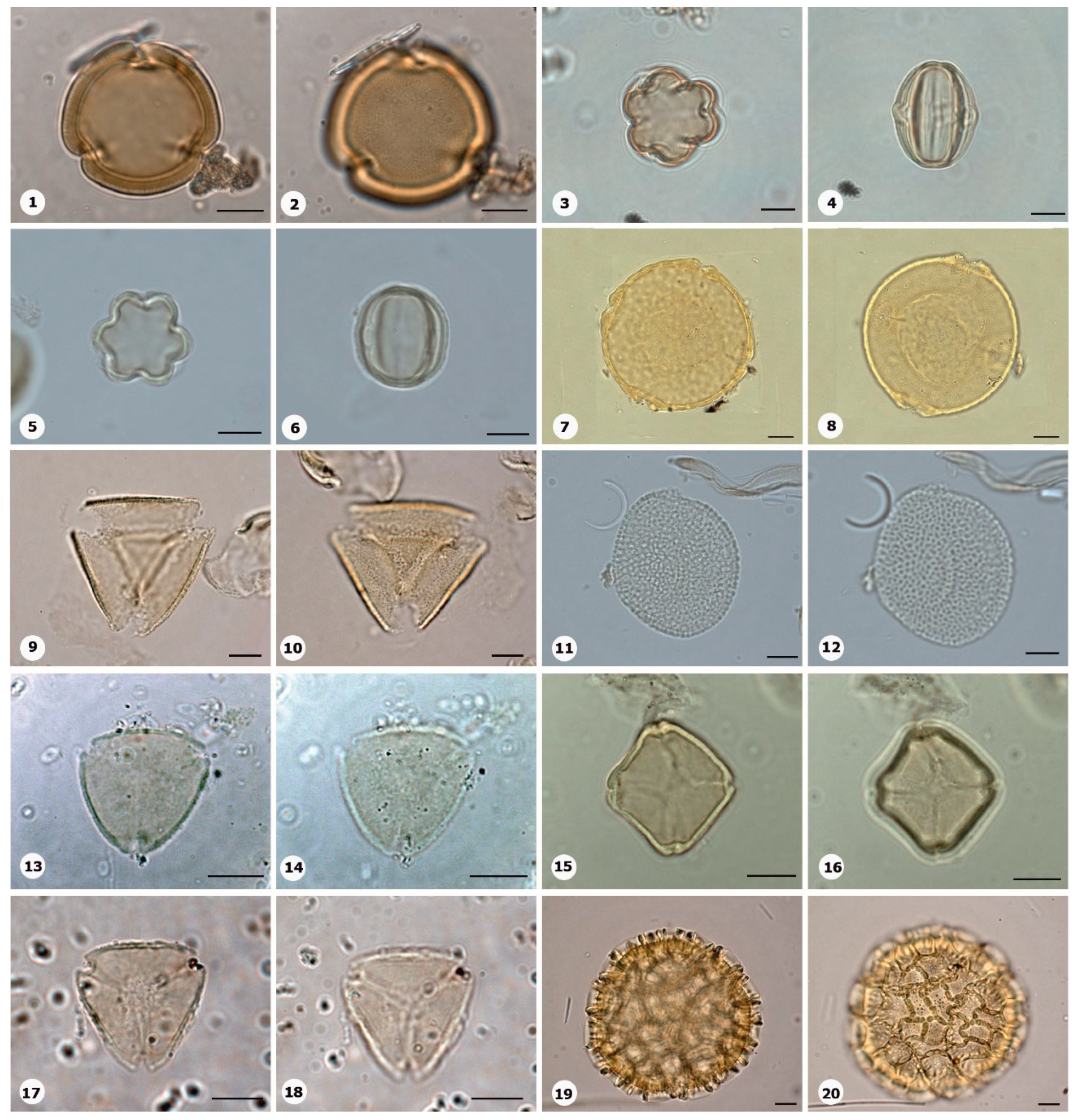 Preprints 153555 g019