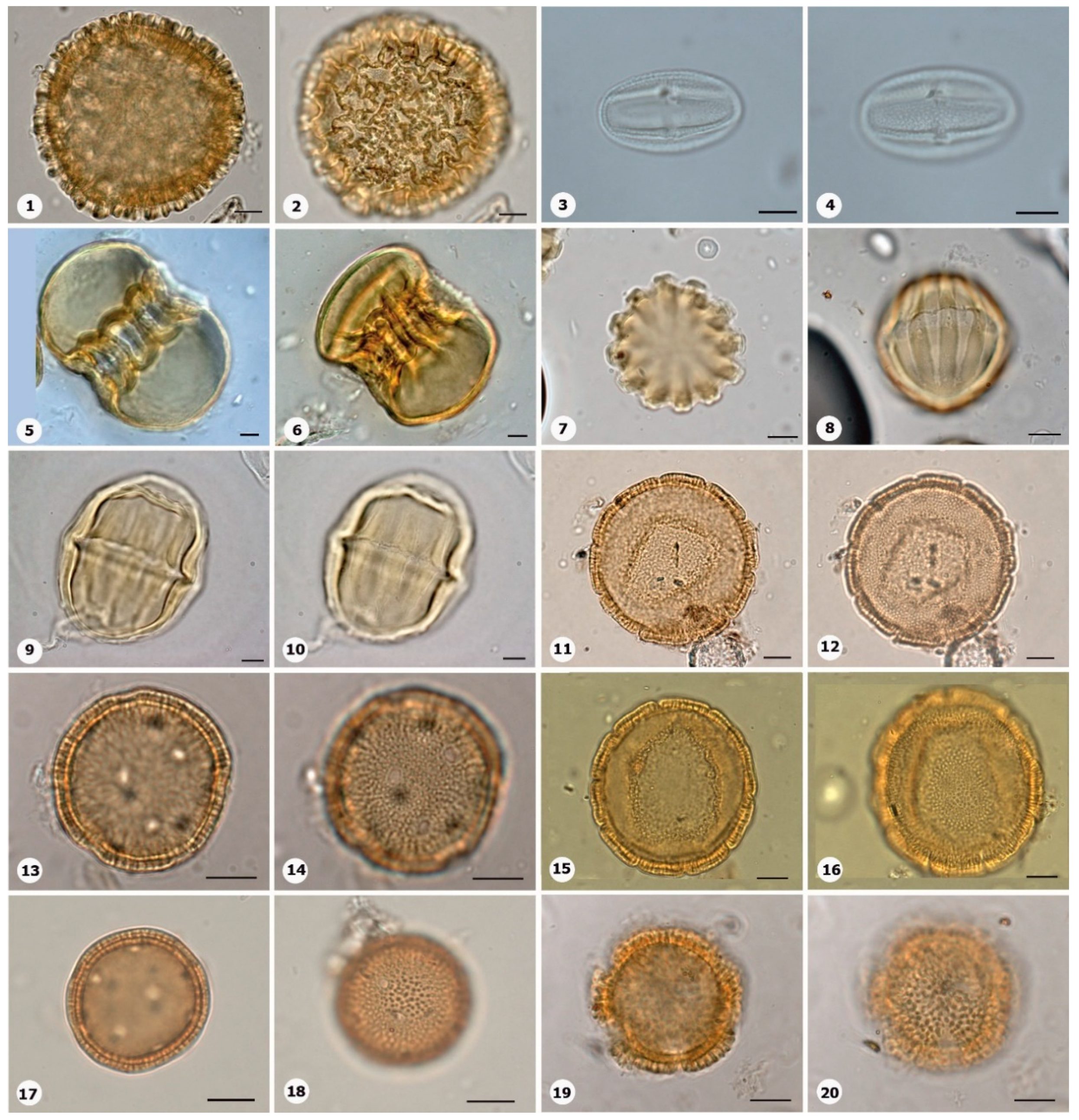Preprints 153555 g020