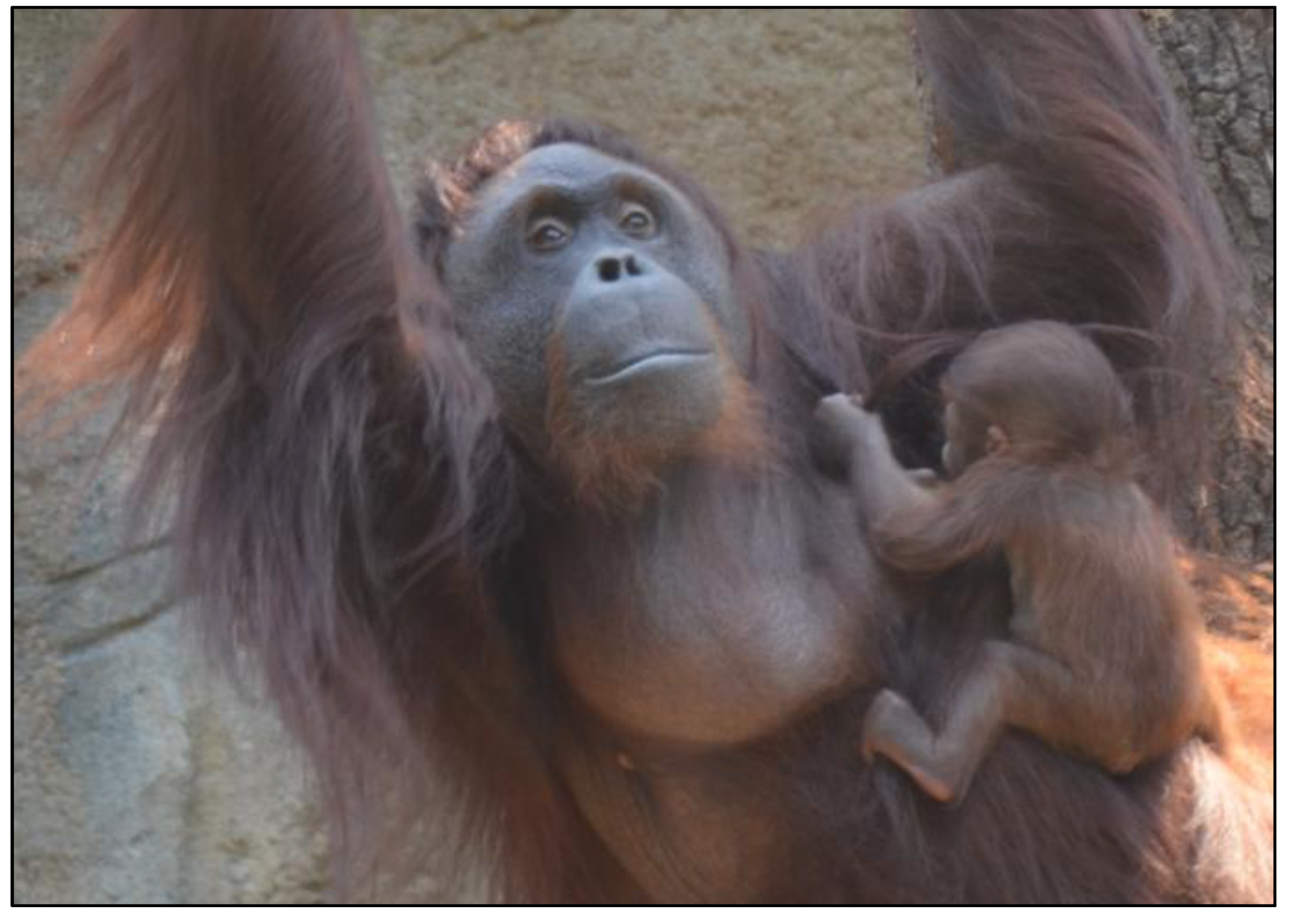 Preprints 168425 g001