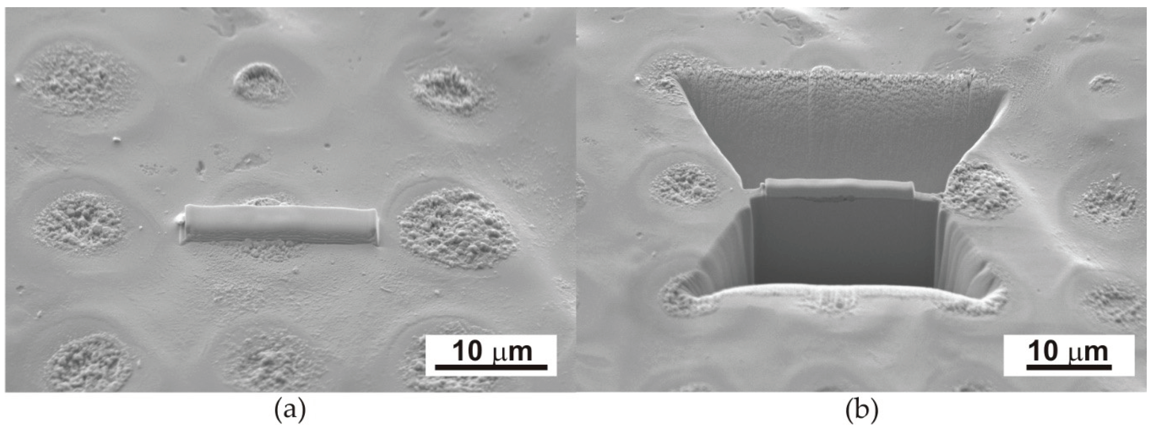Preprints 102906 g002