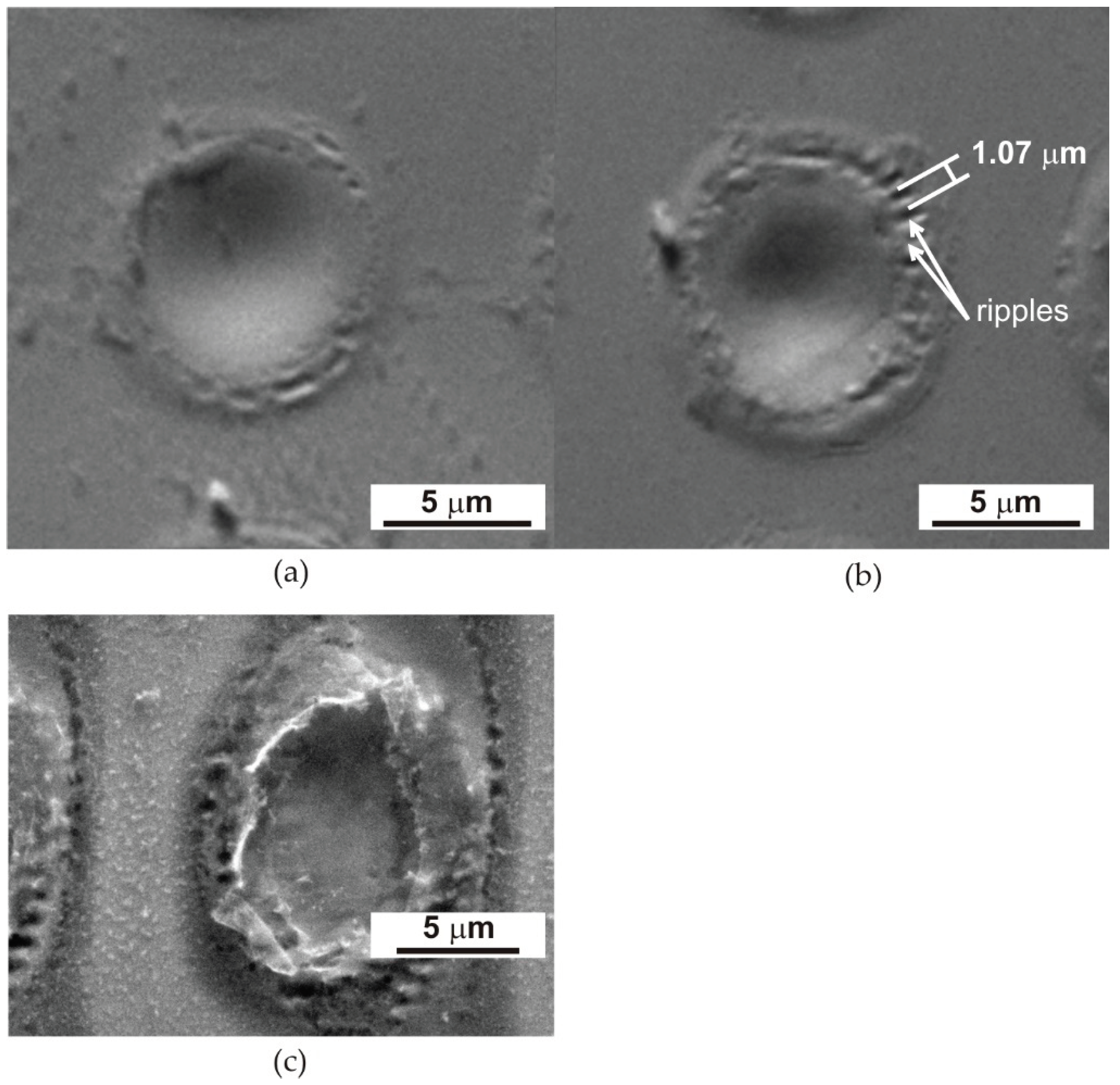 Preprints 102906 g004