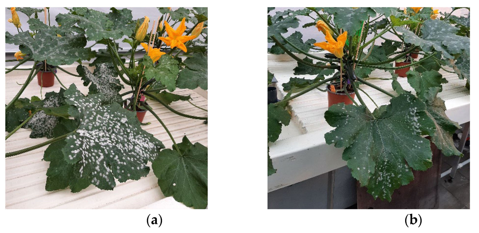 Preprints 191155 g003