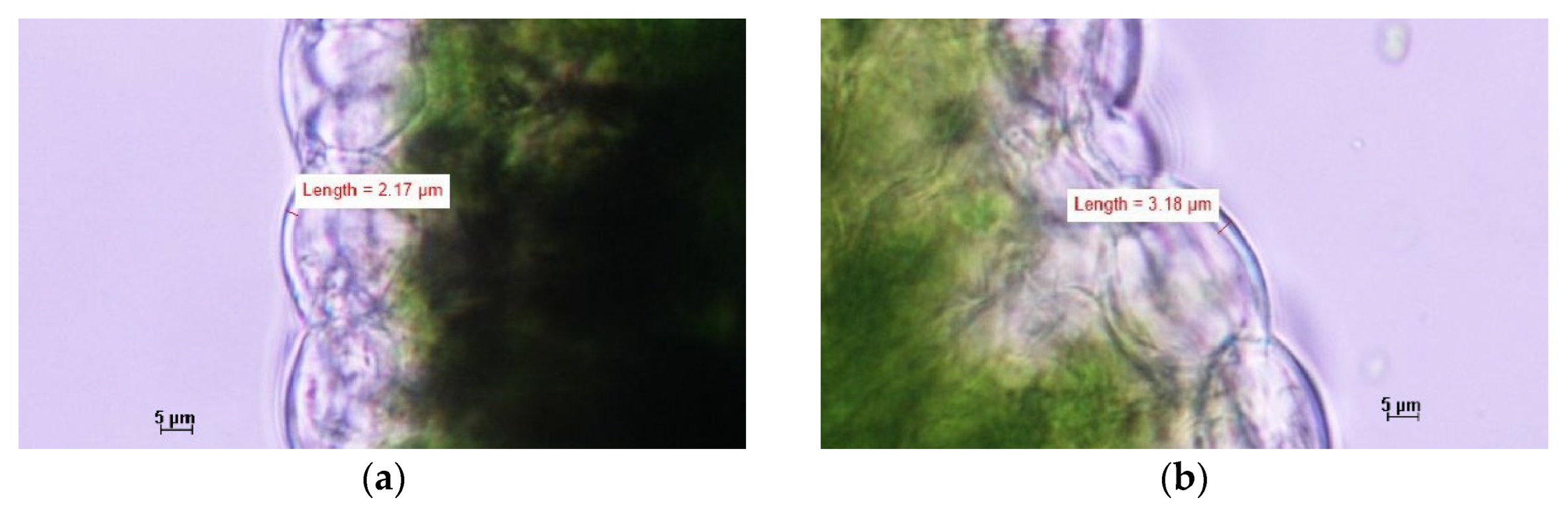 Preprints 191155 g005