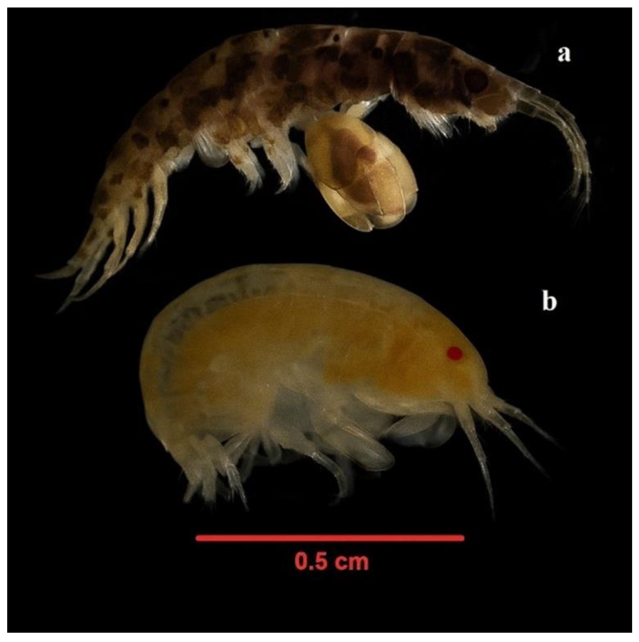 Preprints 172558 g009