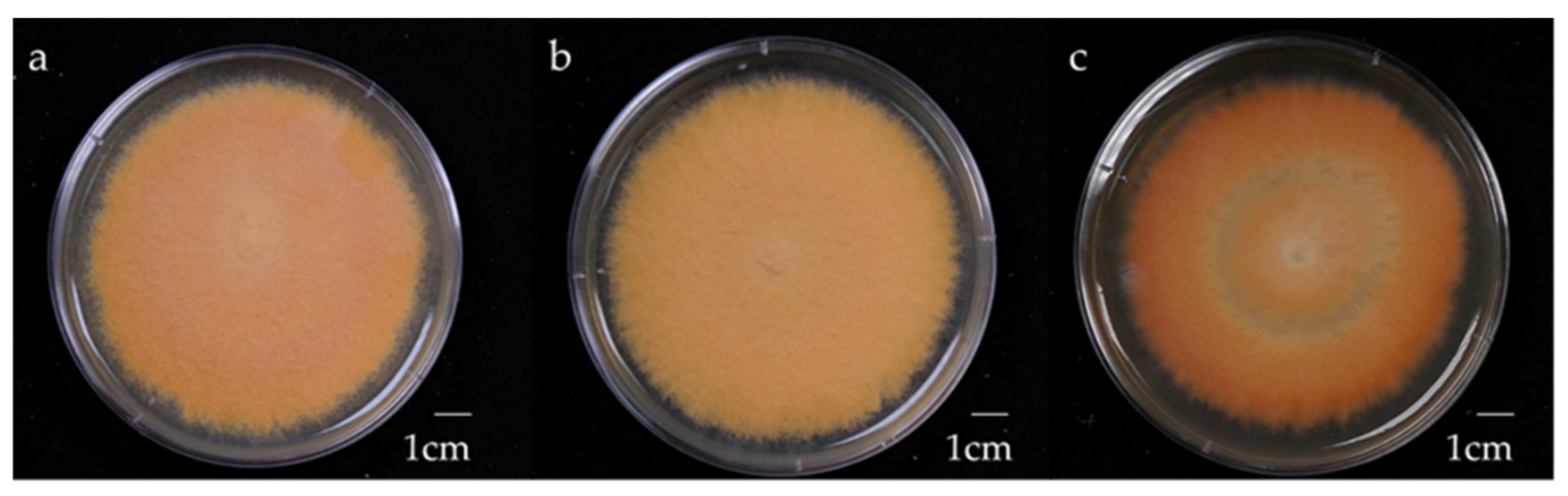 Preprints 159628 g001