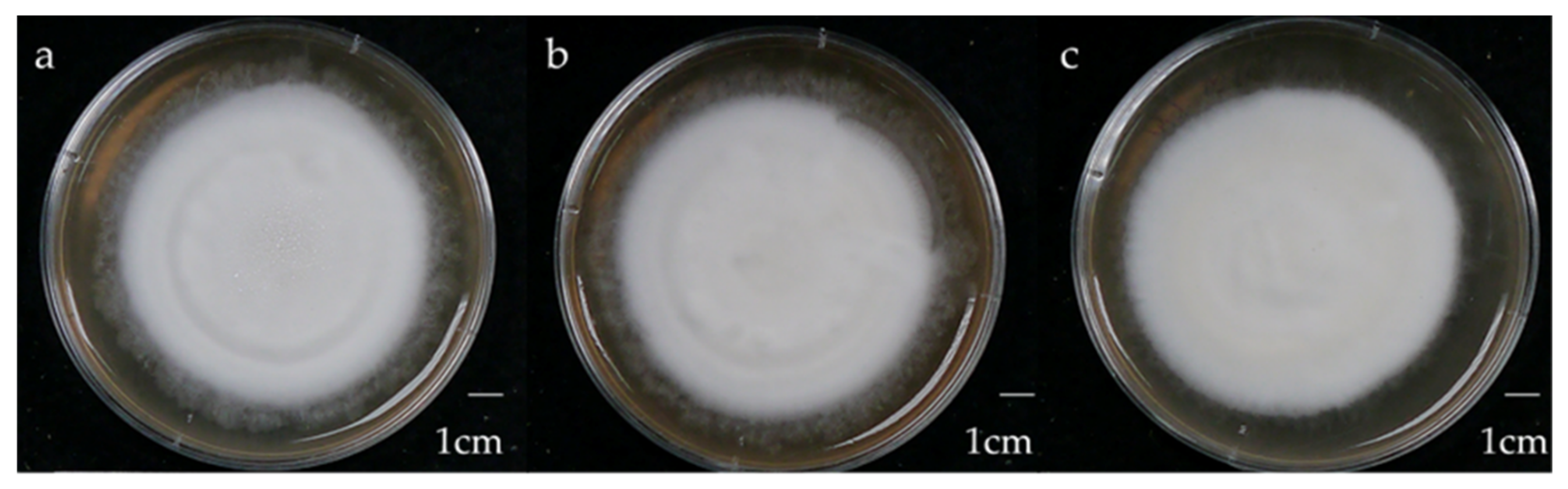 Preprints 159628 g002