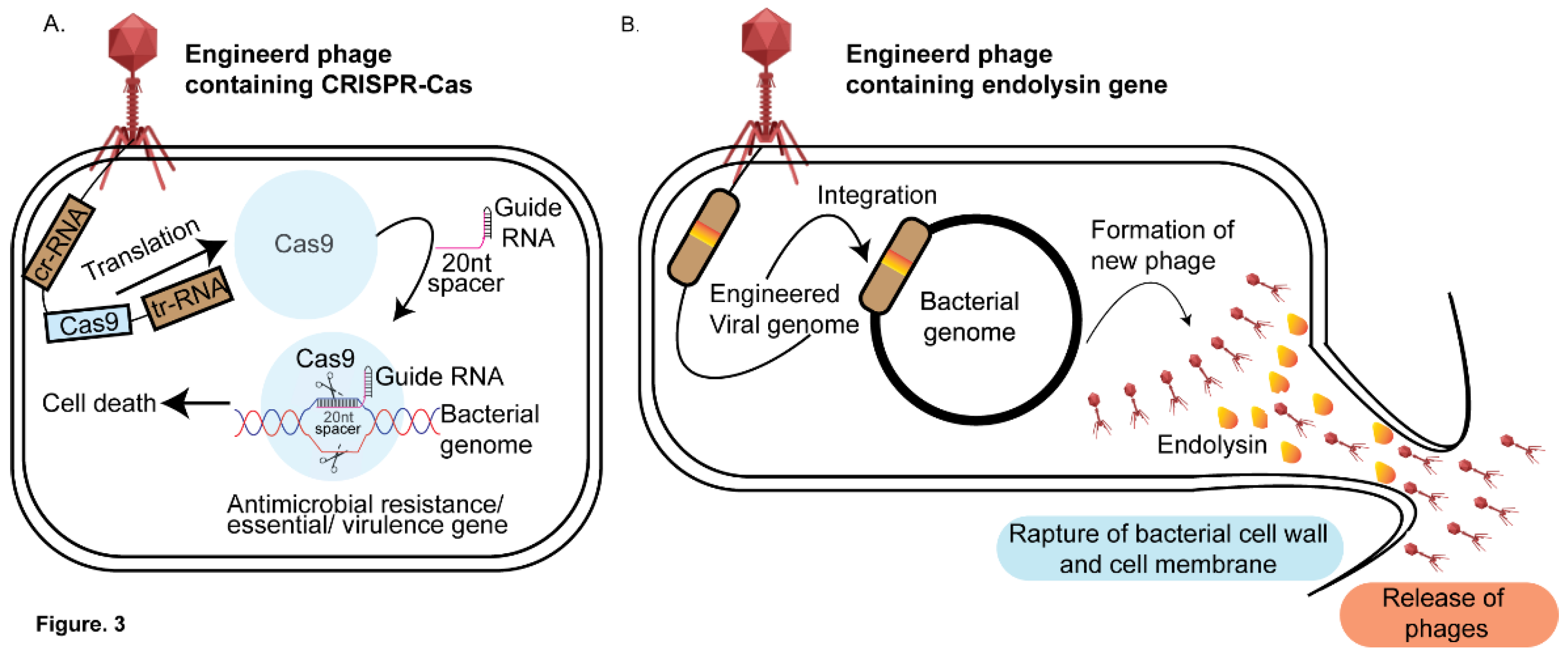 Preprints 143125 g003