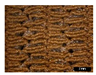 Preprints 200595 i003