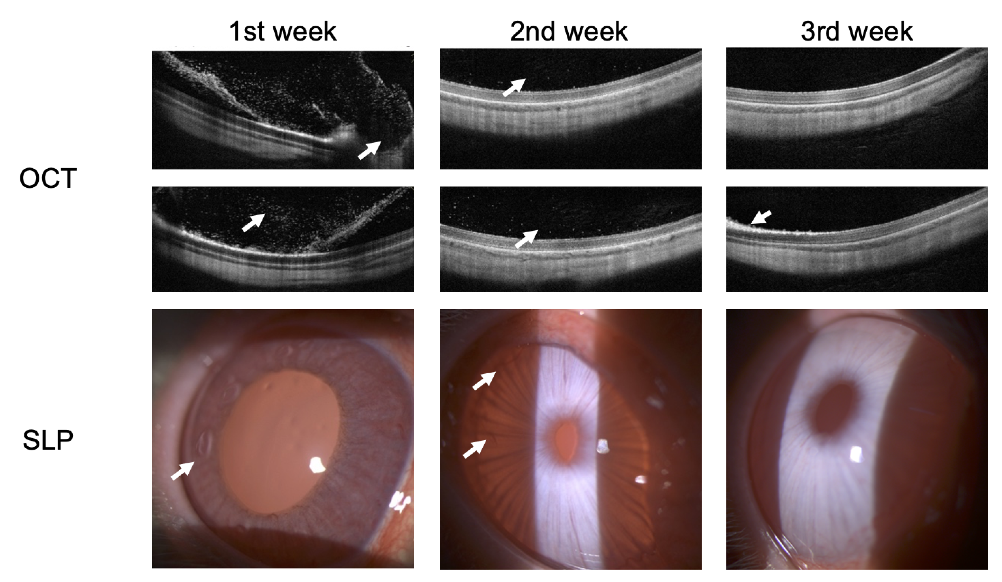 Preprints 70933 g007