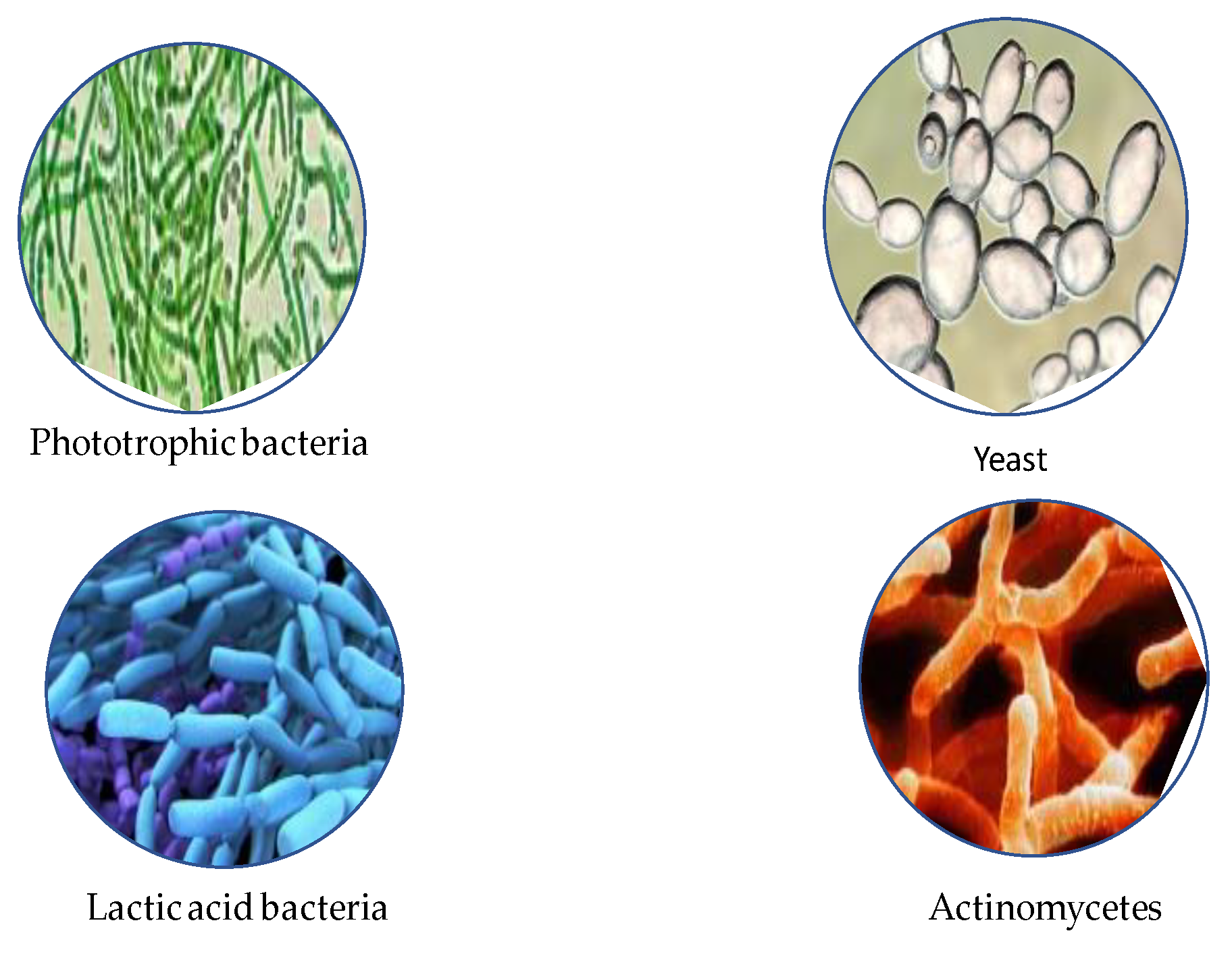 Preprints 165628 g005