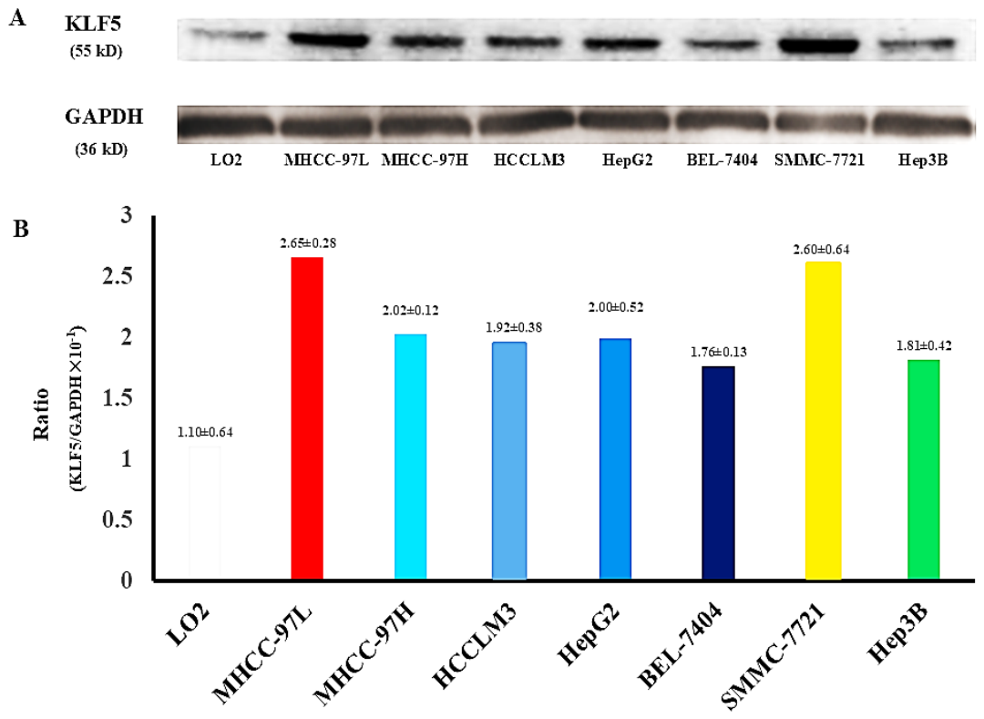 Preprints 230375 g003 Preprints 230375 g003