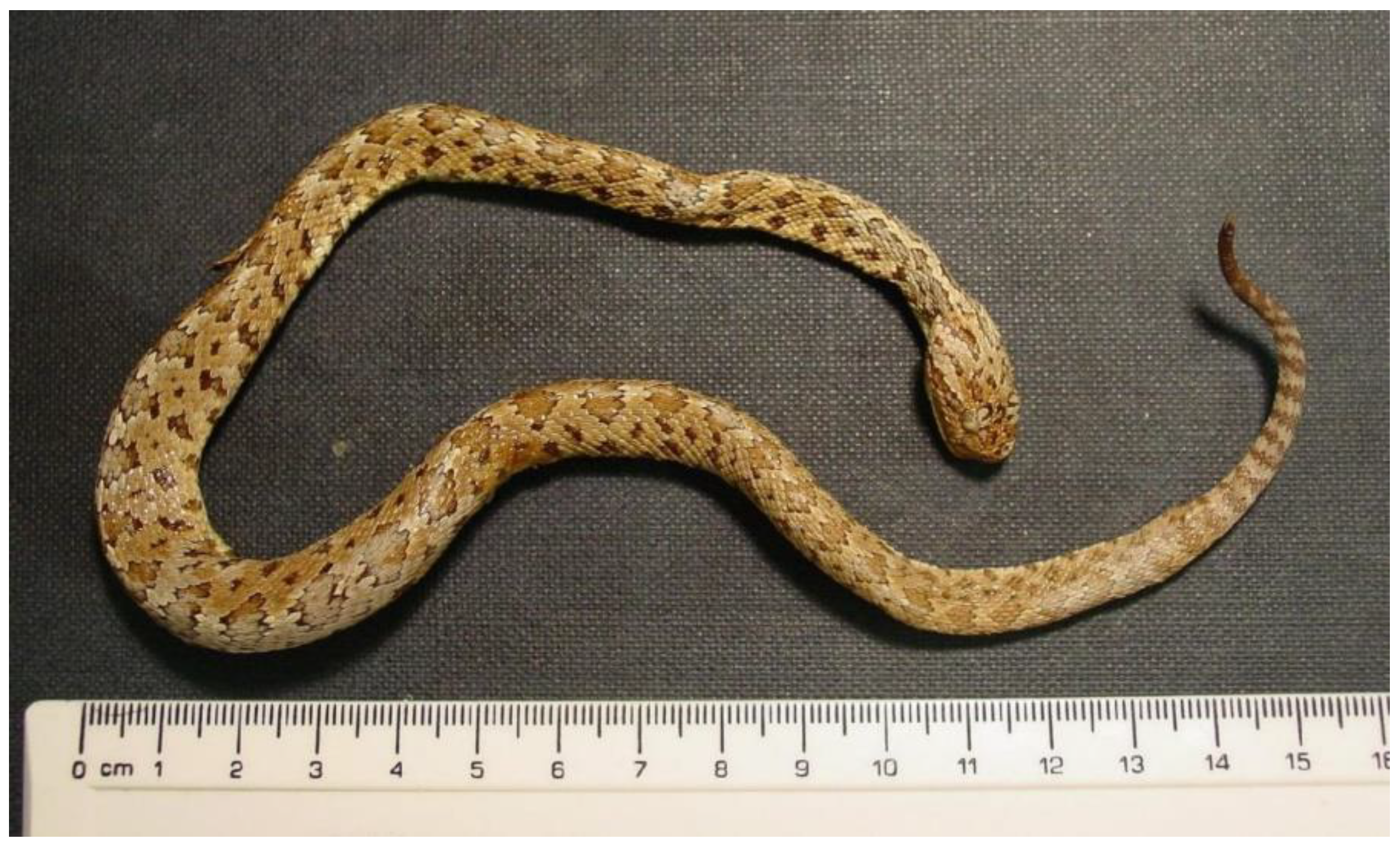 Preprints 98620 g001