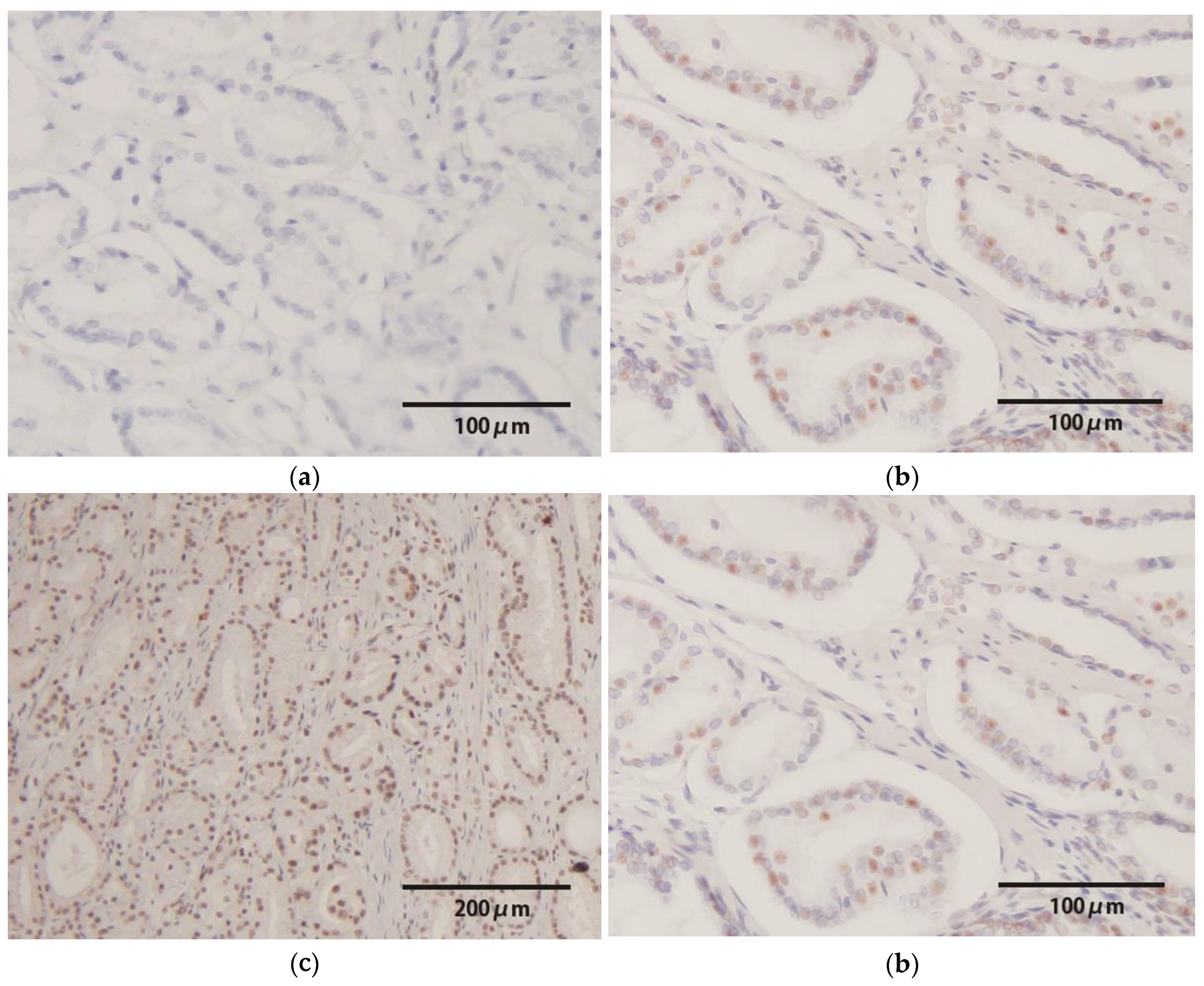 Preprints 171932 g002