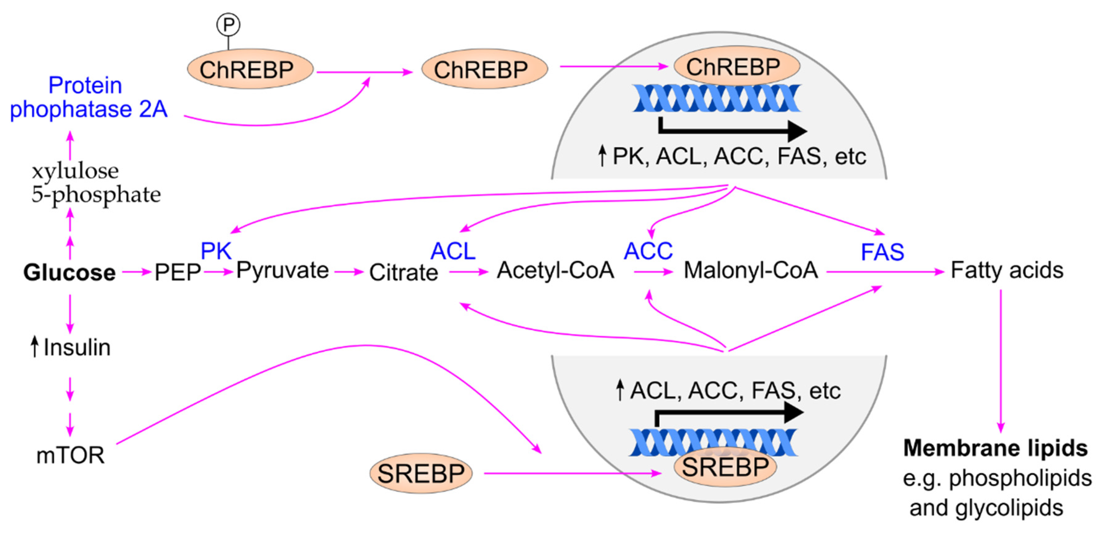 Preprints 207635 g011 Preprints 207635 g011