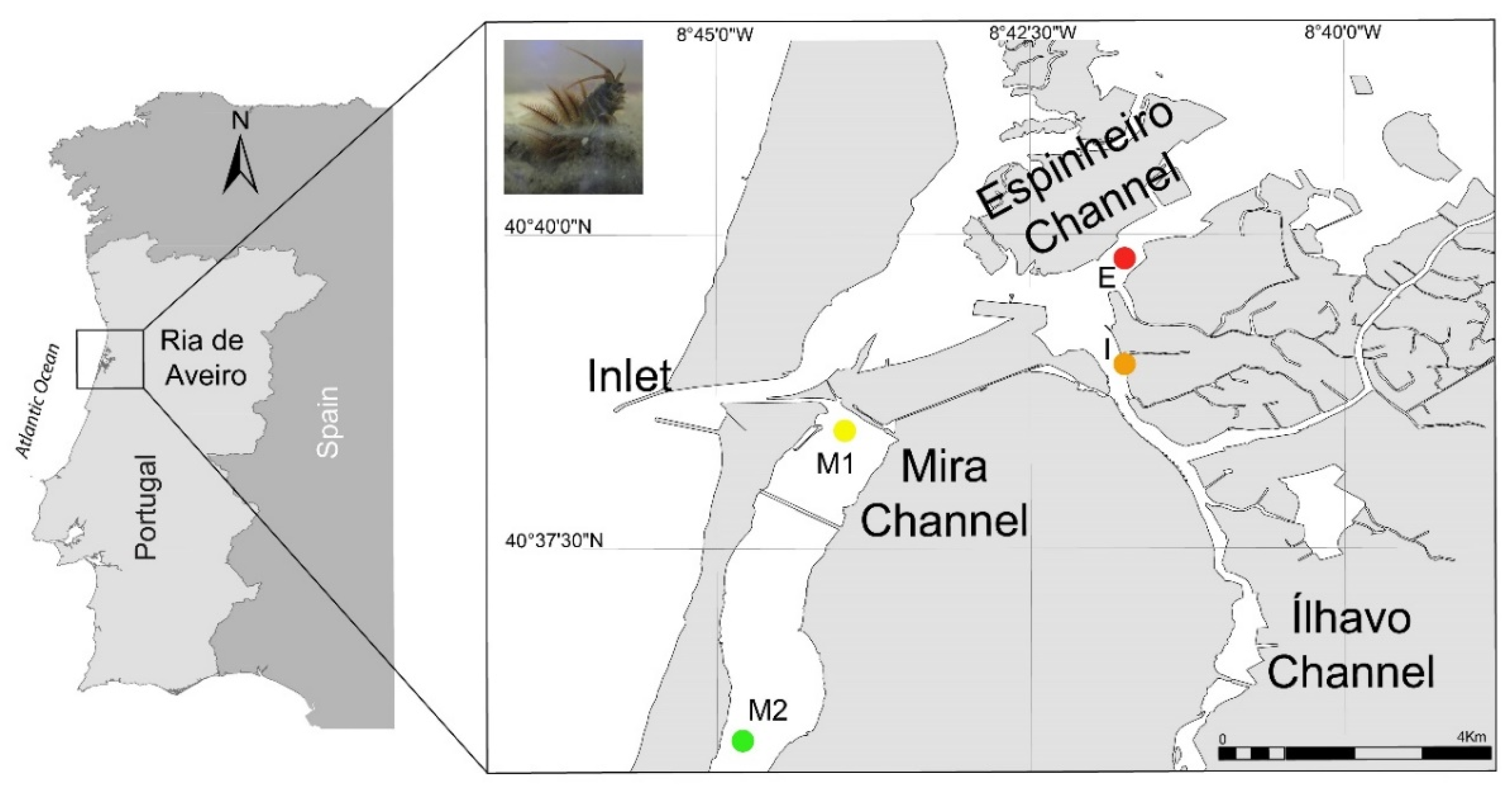 Preprints 99017 g001