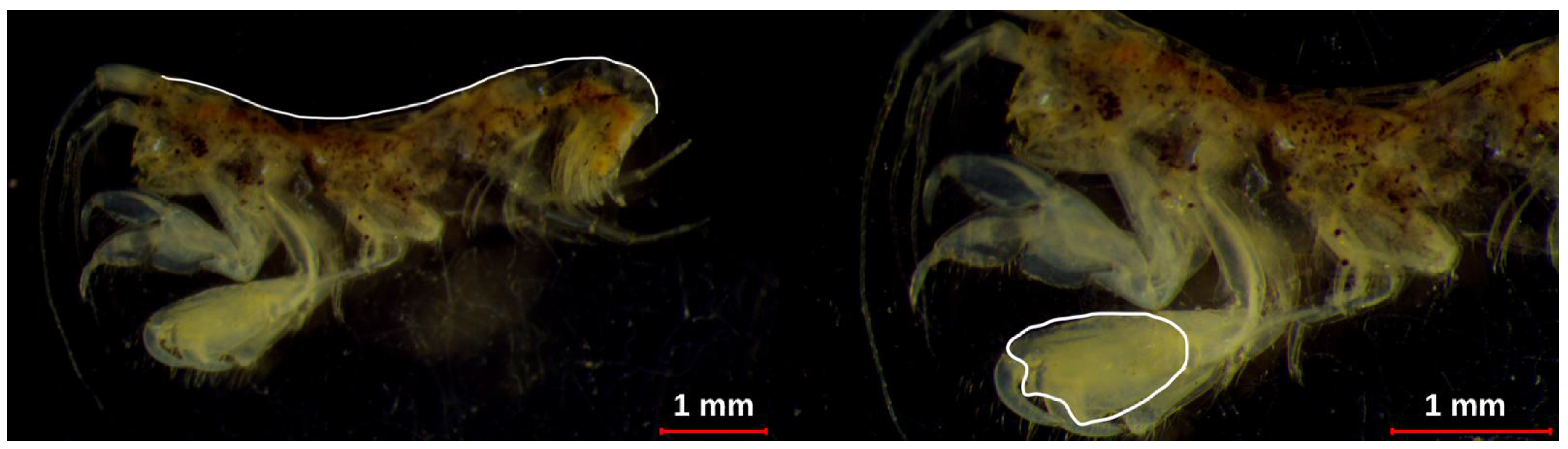 Preprints 194574 g002