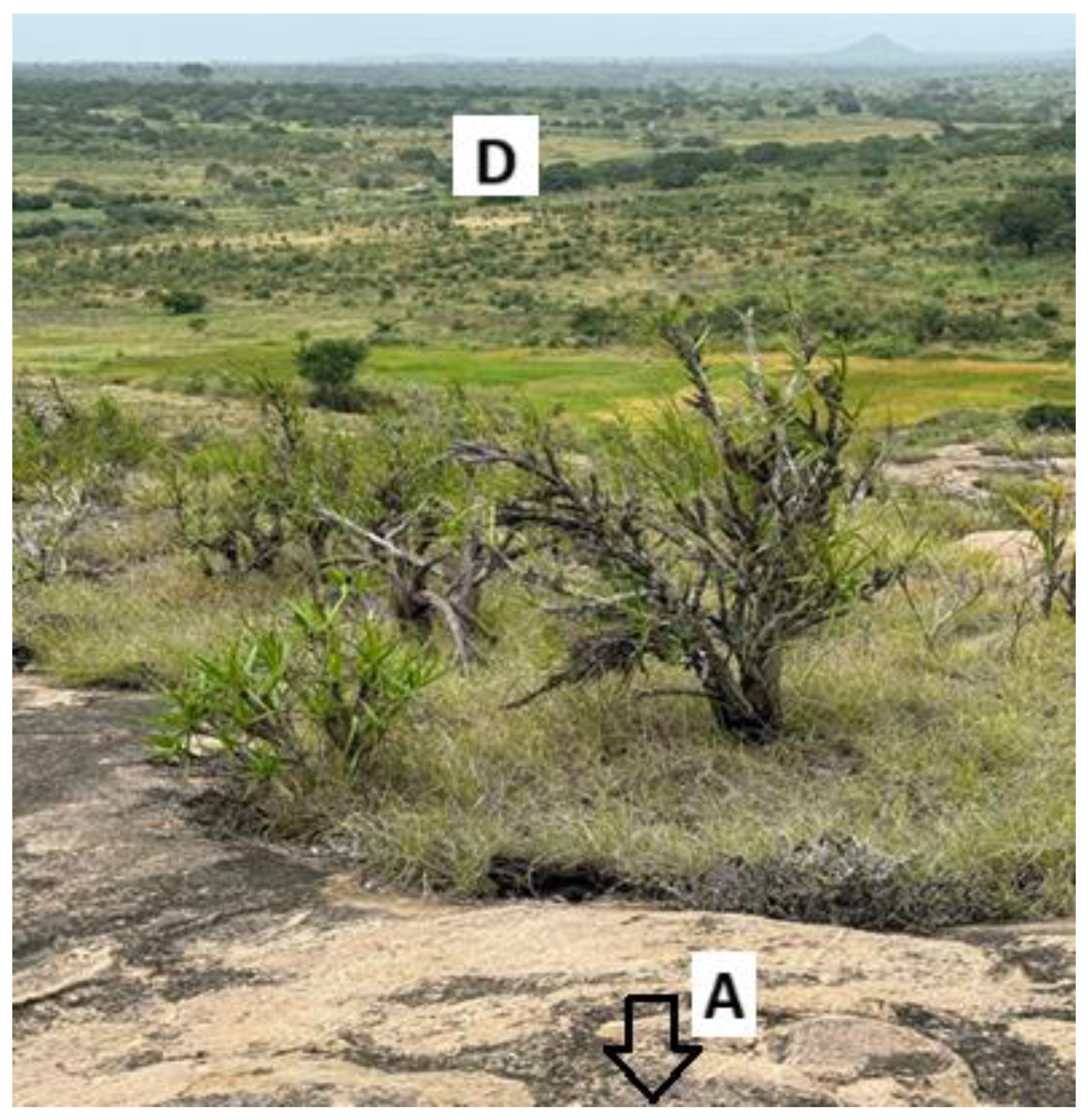 Preprints 167094 g007