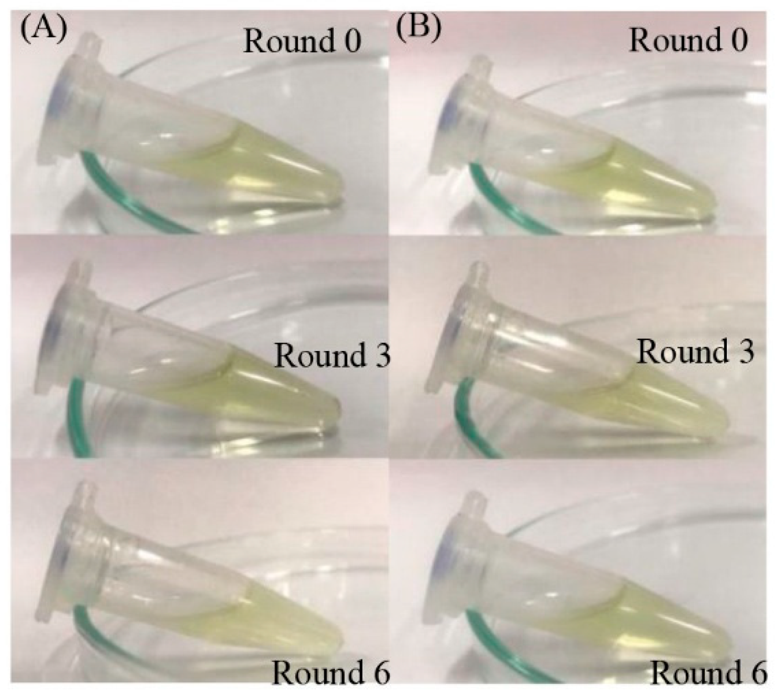 Preprints 194112 g012