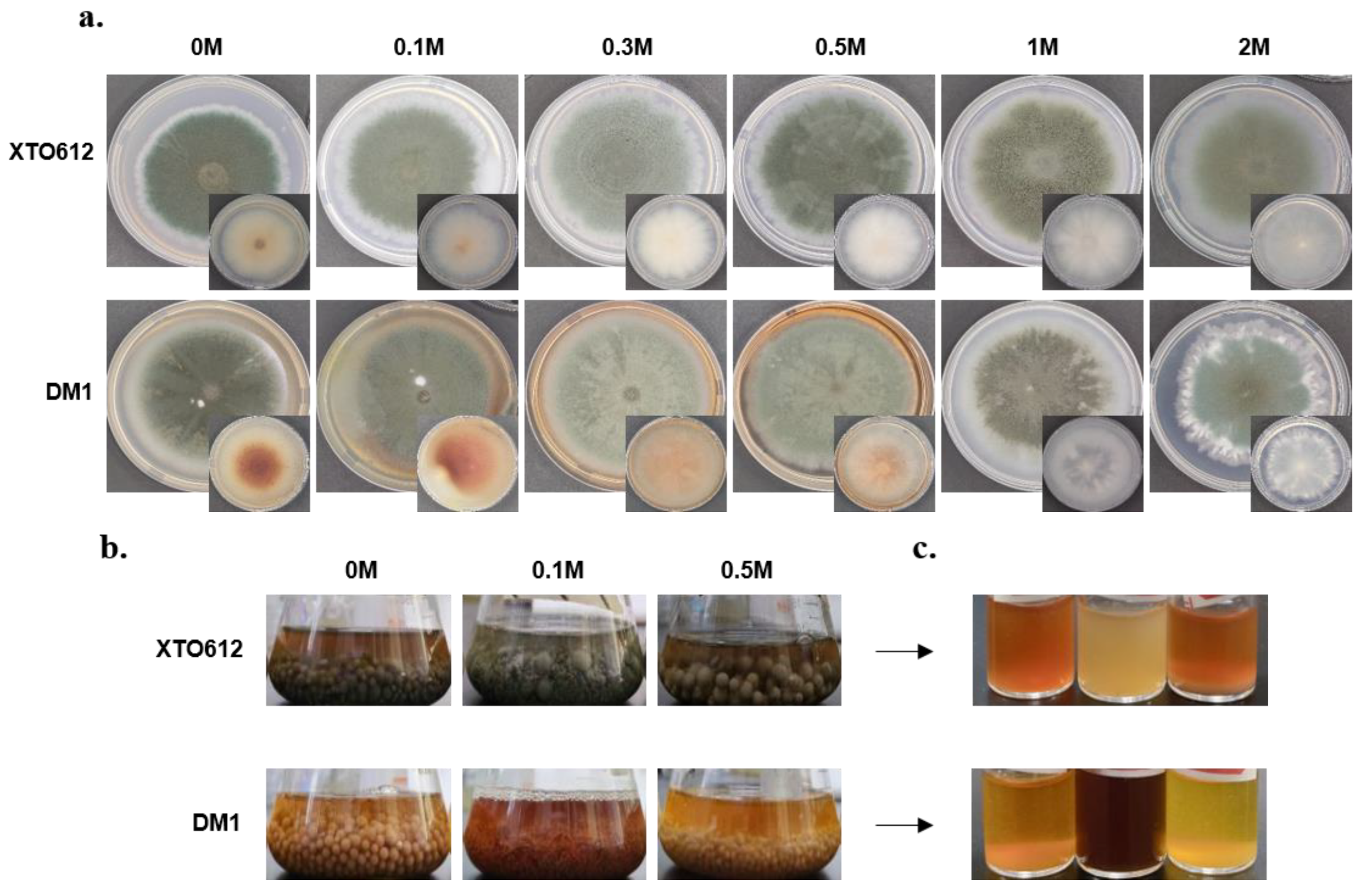 Preprints 156917 g002a