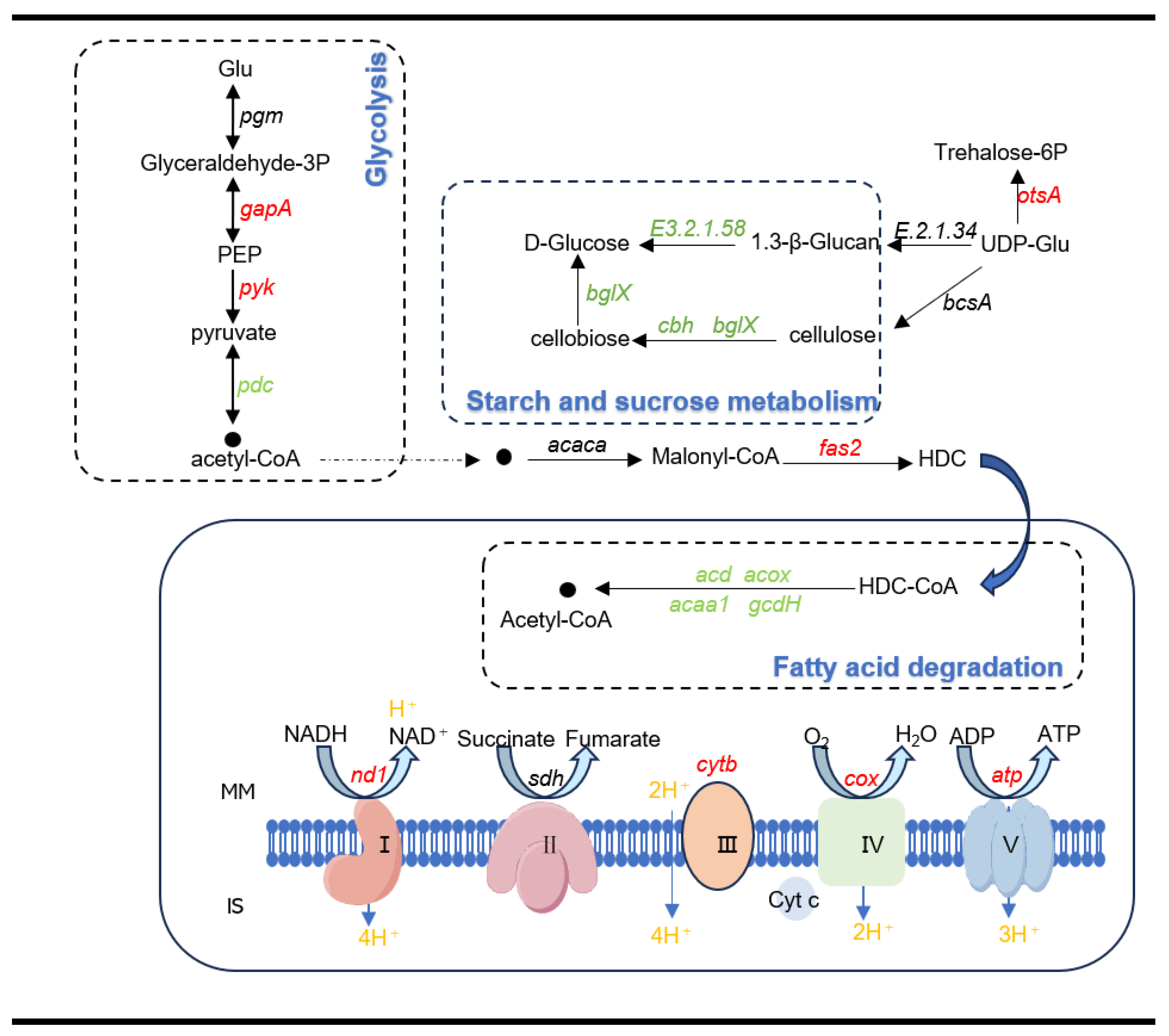 Preprints 156917 g006