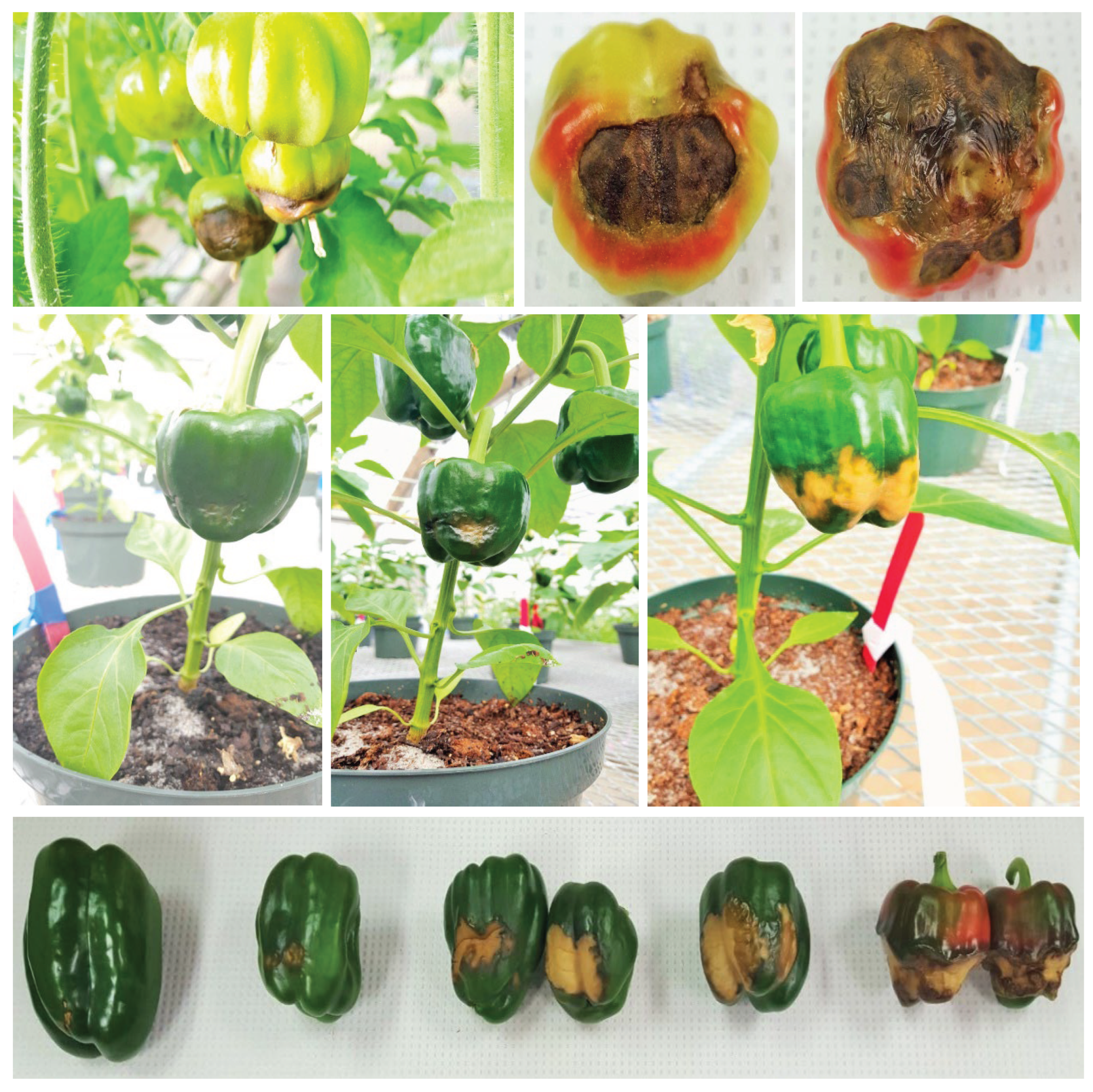 Preprints 162247 g003