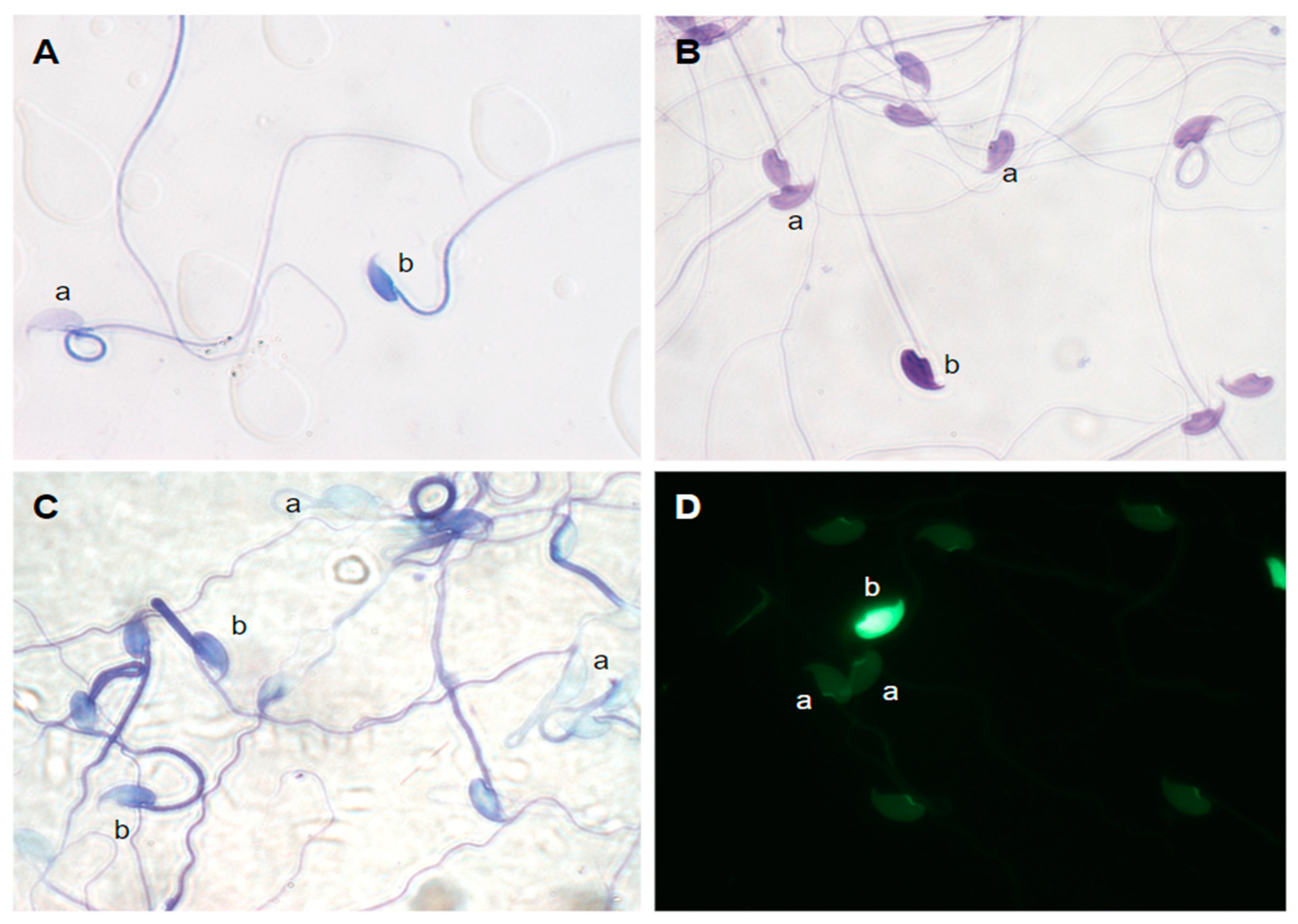 Preprints 86023 g001